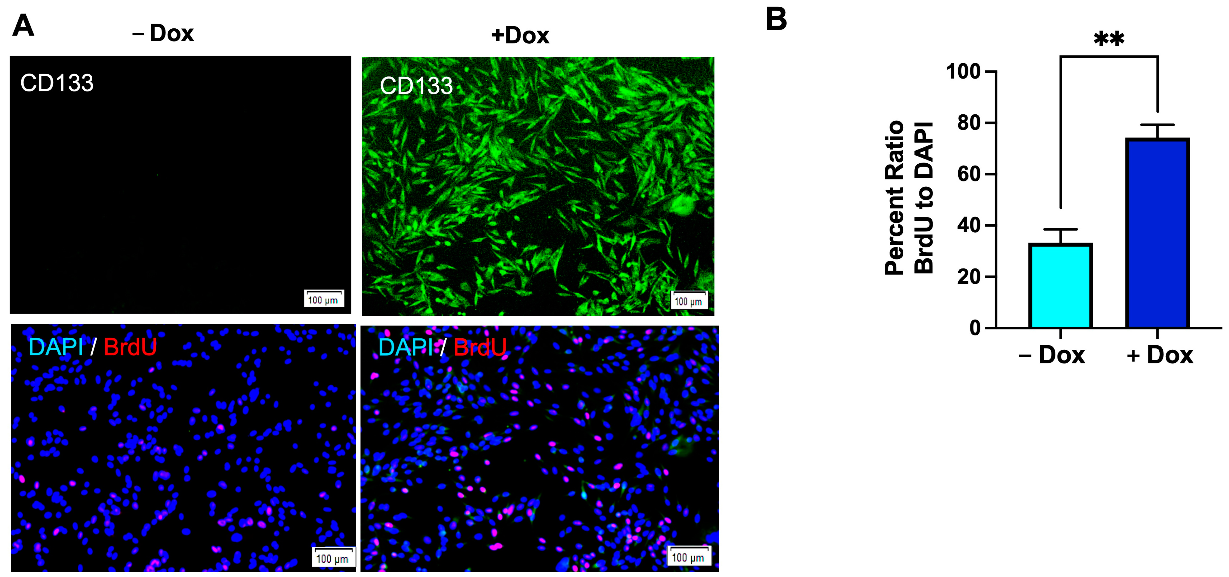 Cells 13 00777 g007 Cells 13 00777 g007
