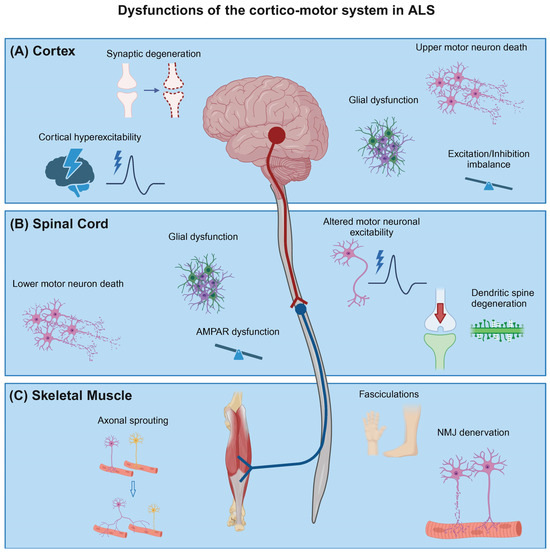Neuronal Circuit Dysfunction in Amyotrophic Lateral Sclerosis