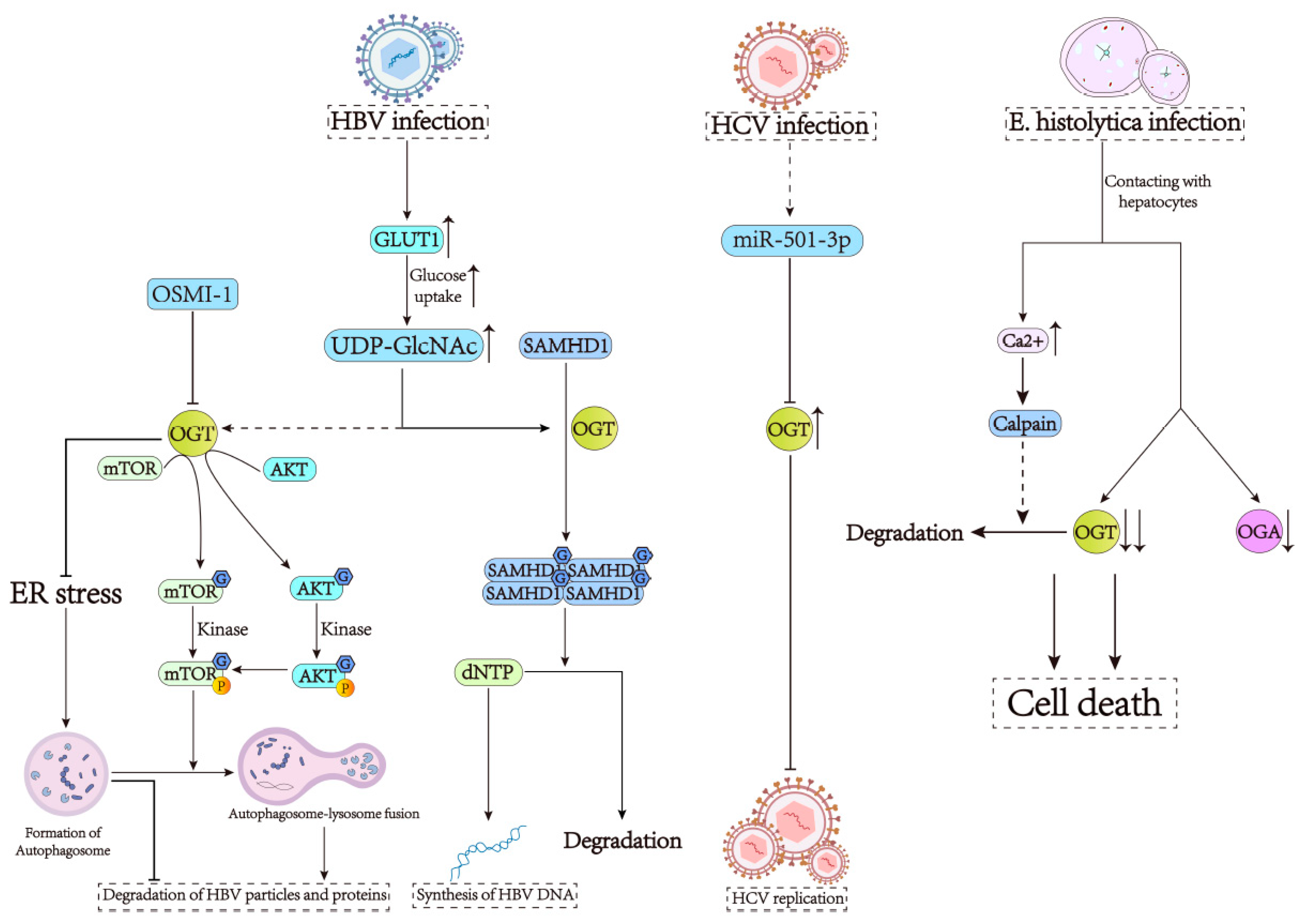 Cells 13 00805 g002 Cells 13 00805 g002