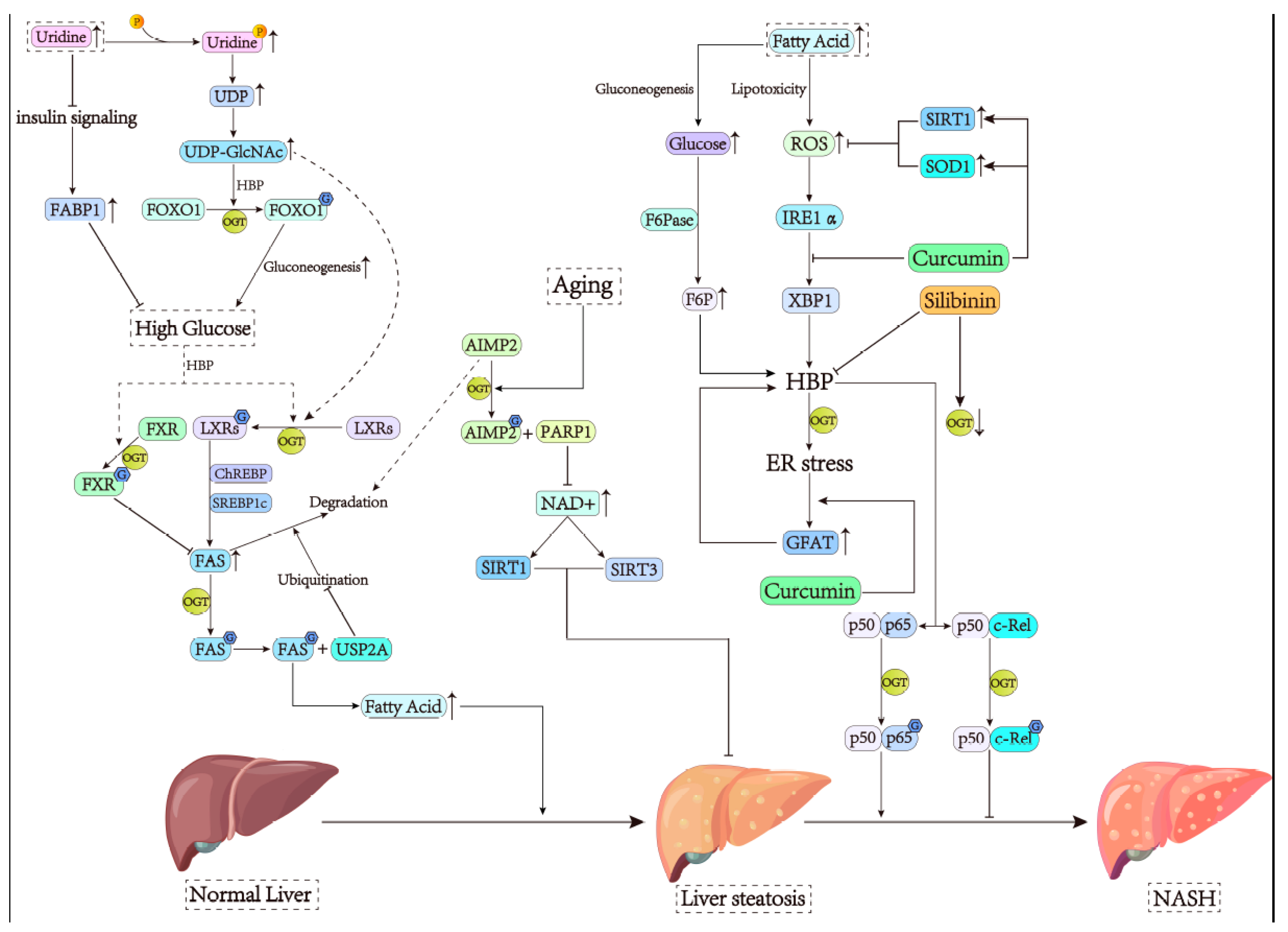 Cells 13 00805 g003 Cells 13 00805 g003