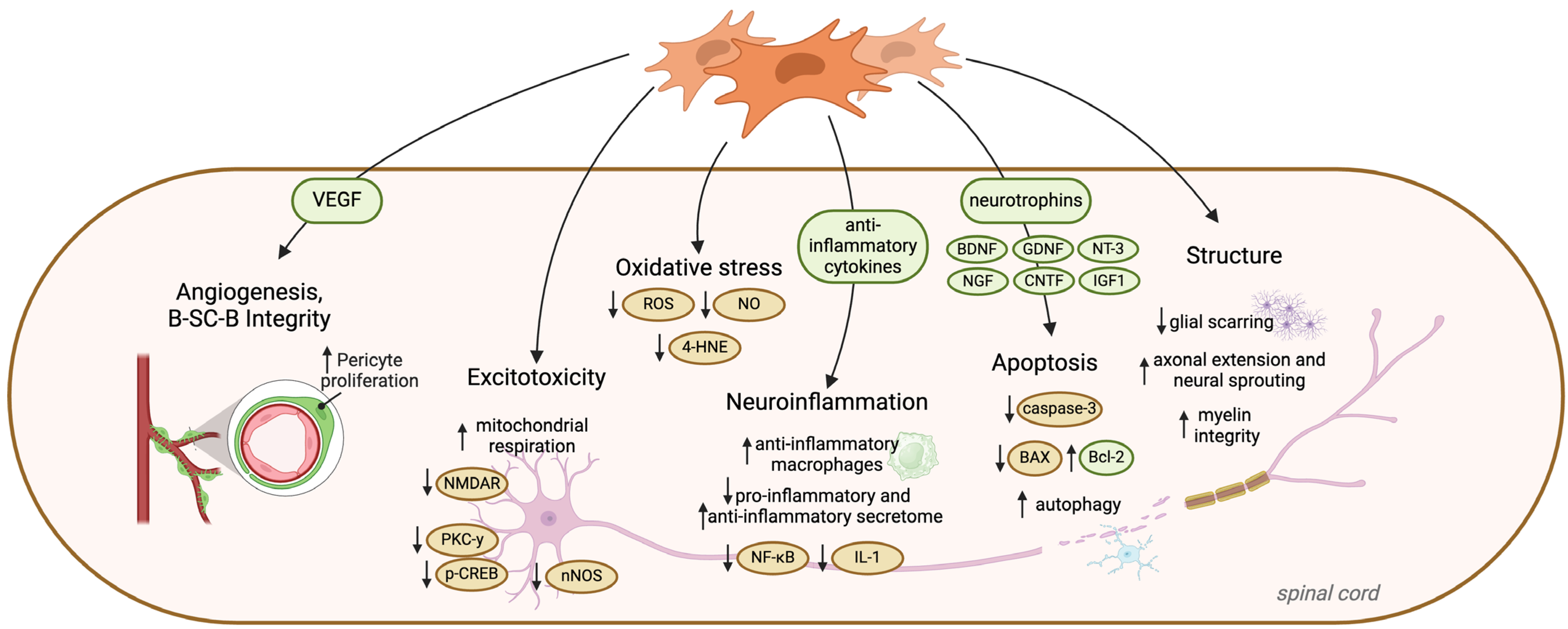 Cells 13 00817 g003 Cells 13 00817 g003