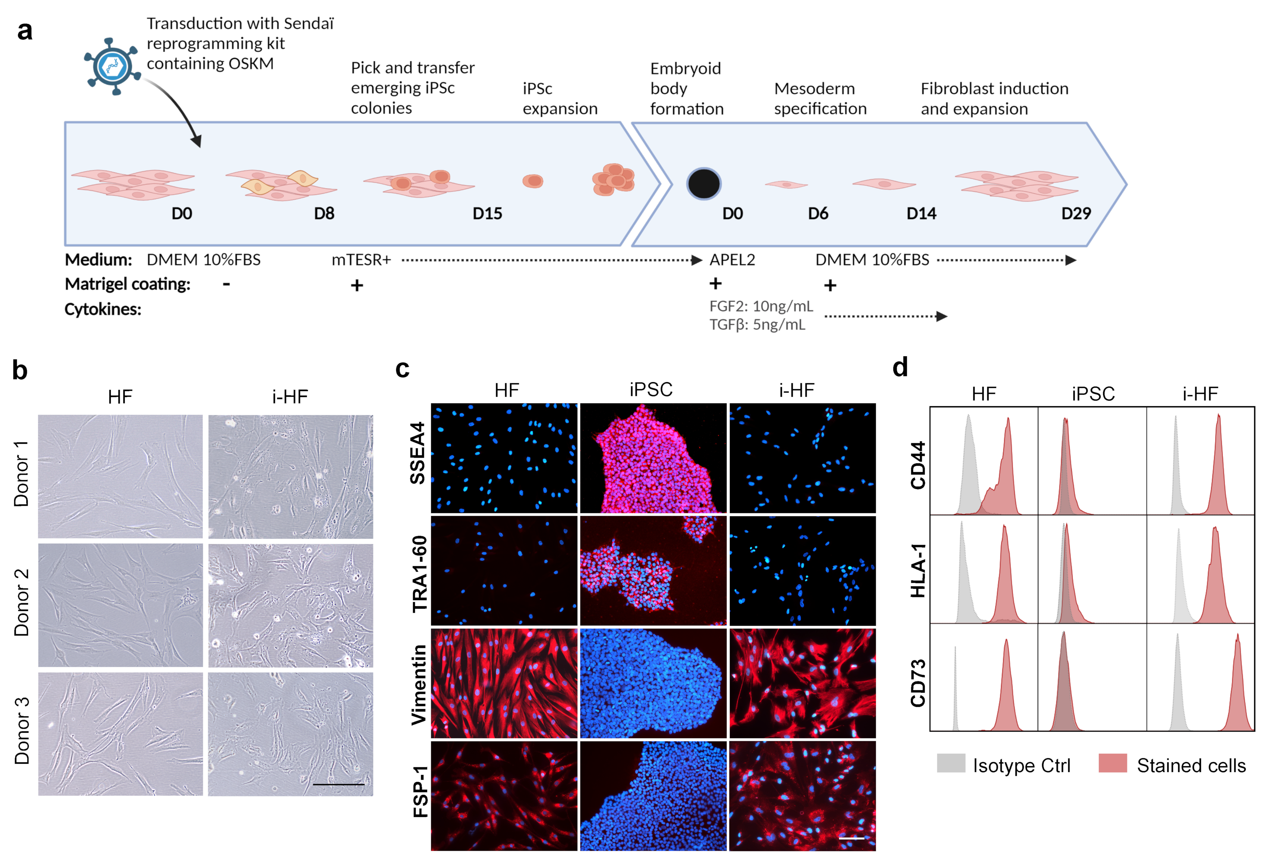 Cells 13 00849 g001a