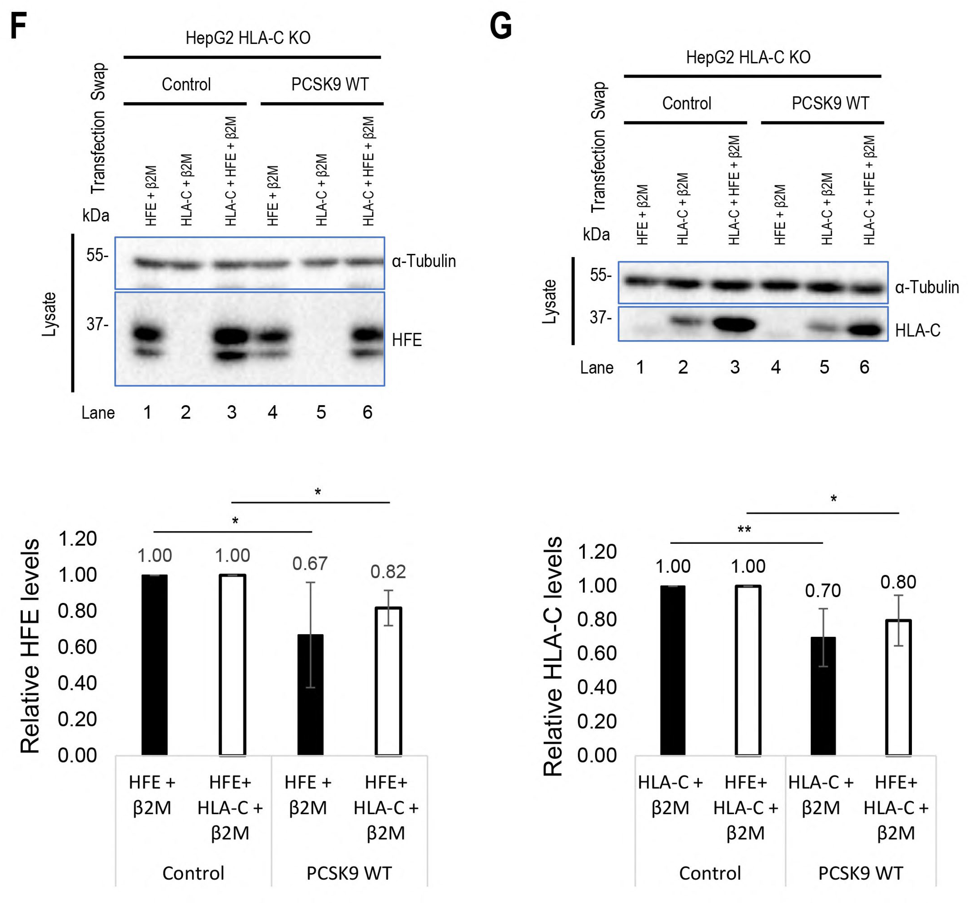 Cells 13 00857 g003c