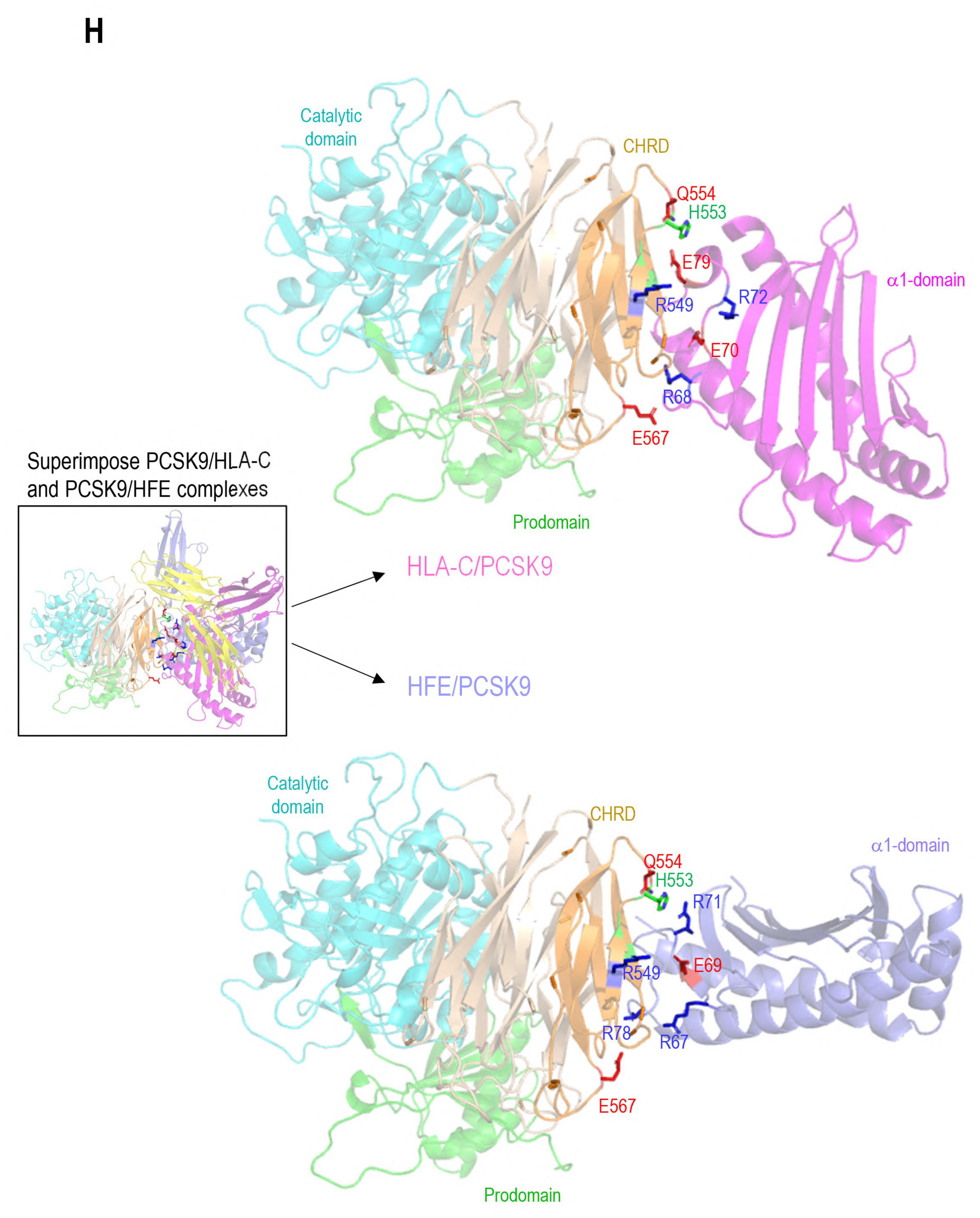 Cells 13 00857 g003d