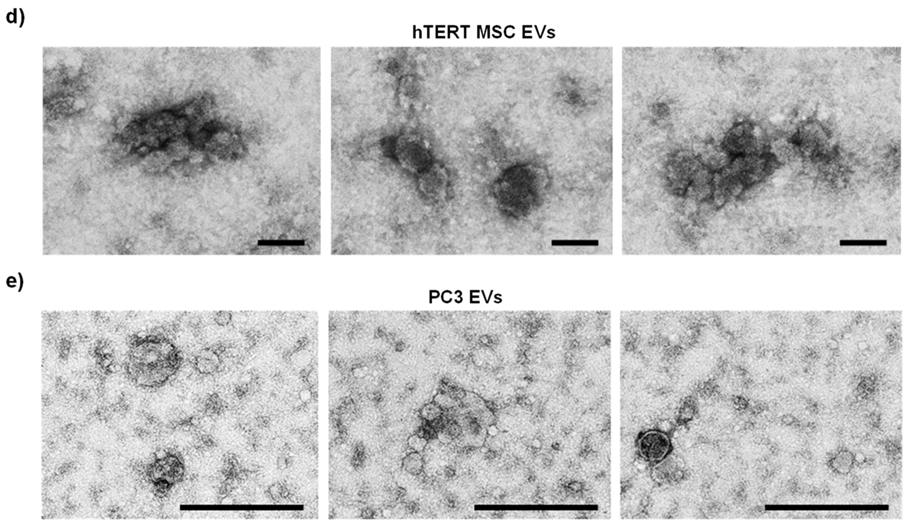 Cells 13 00861 g001b Cells 13 00861 g001b