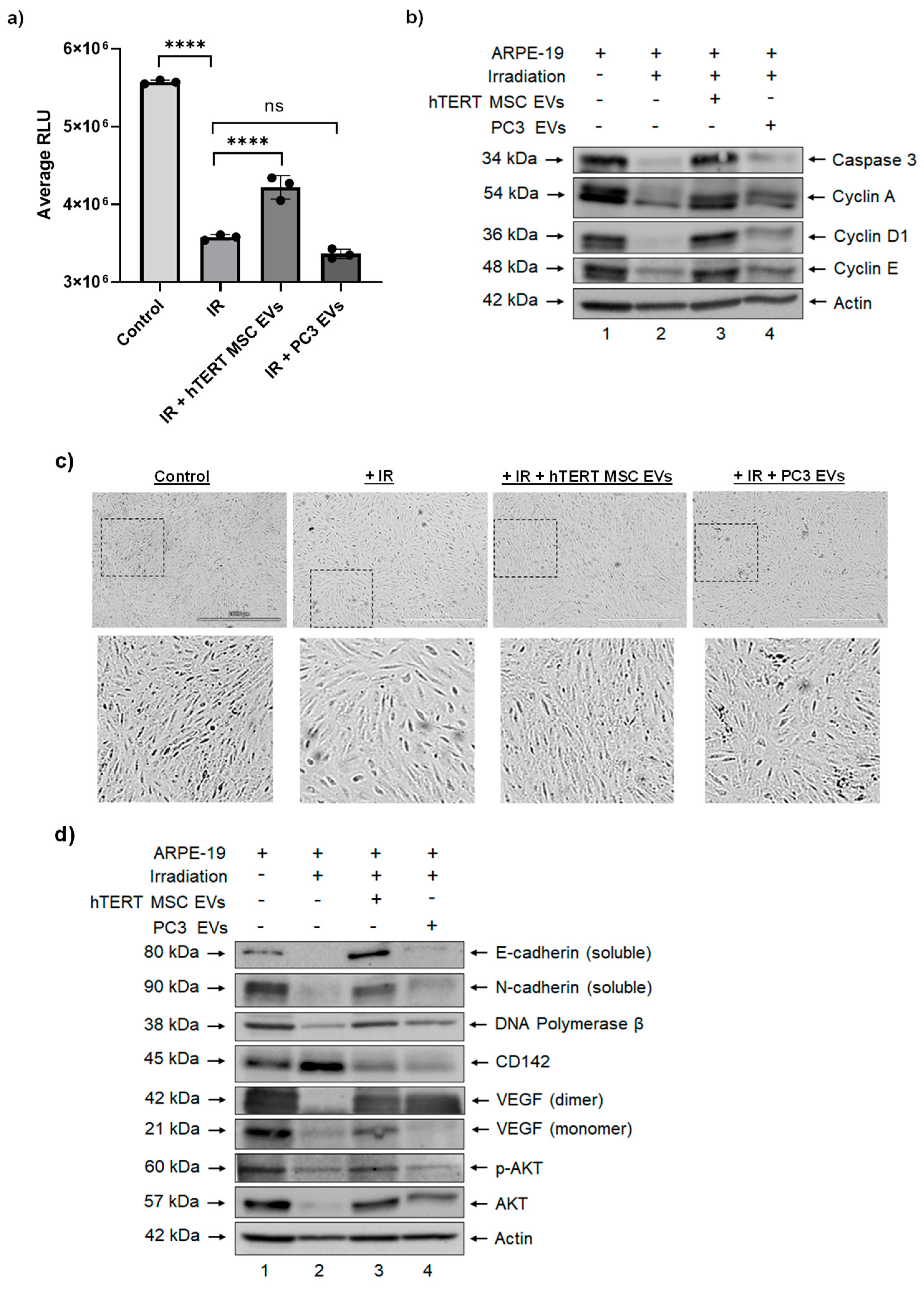 Cells 13 00861 g004 Cells 13 00861 g004