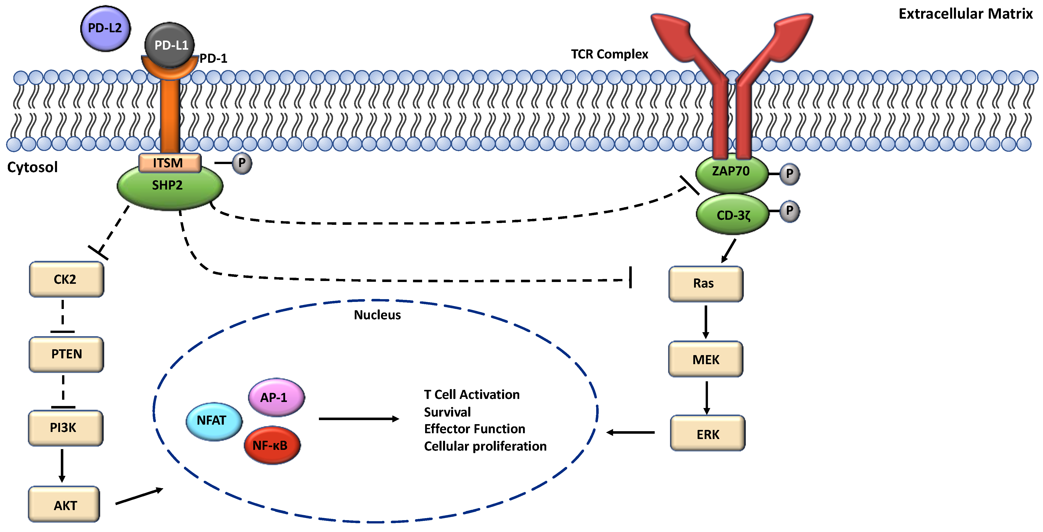 Cells 13 00864 g001 Cells 13 00864 g001