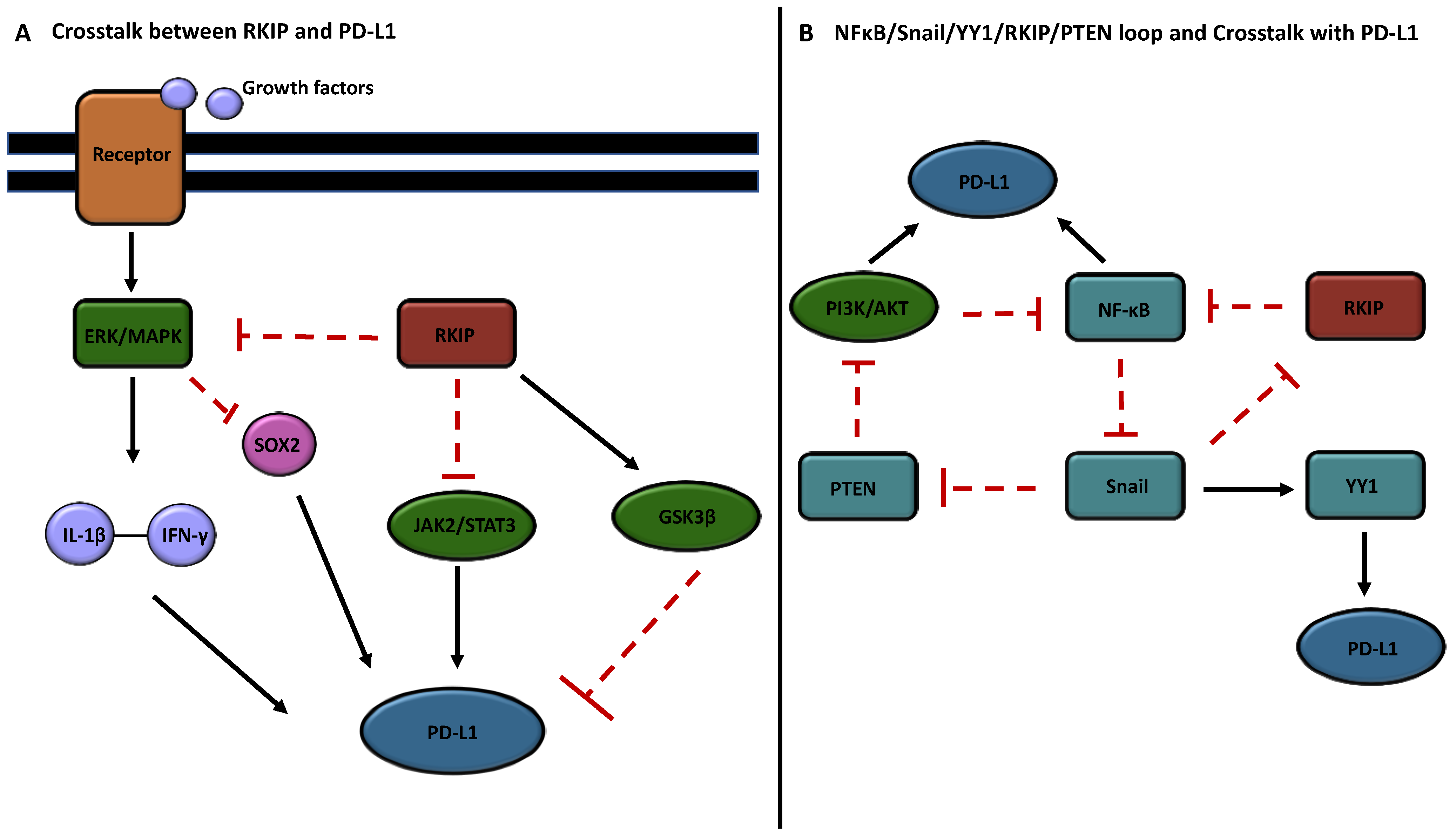 Cells 13 00864 g002 Cells 13 00864 g002