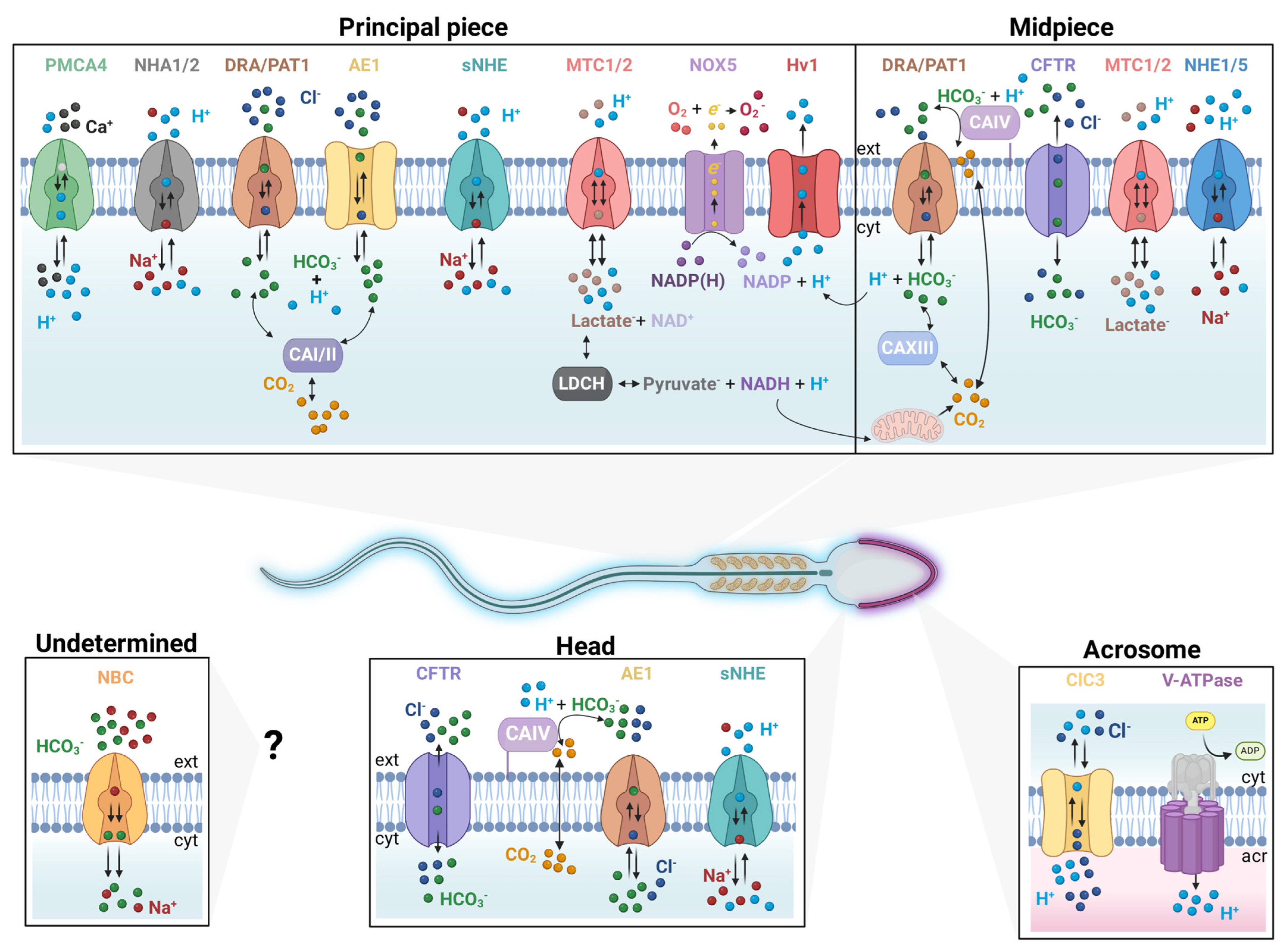 Cells 13 00865 g001 Cells 13 00865 g001