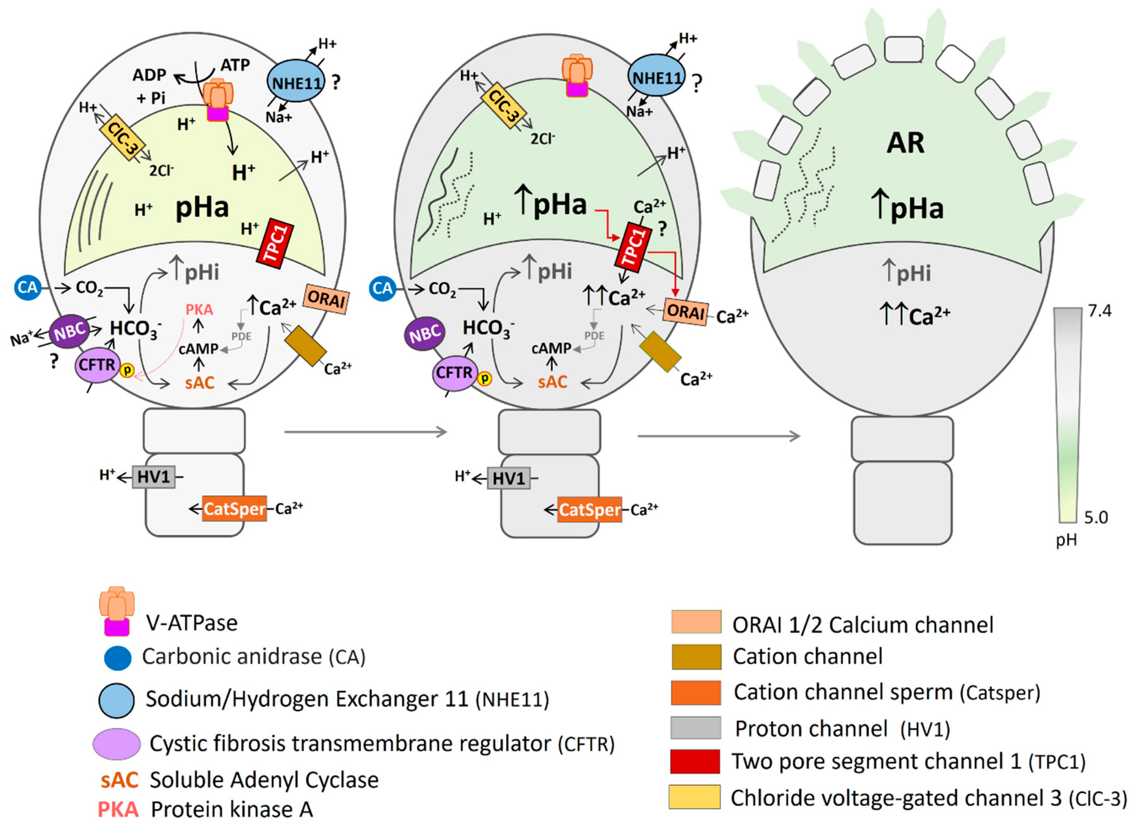 Cells 13 00865 g005 Cells 13 00865 g005