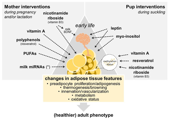 Early Life Programming of Adipose Tissue Remodeling and
