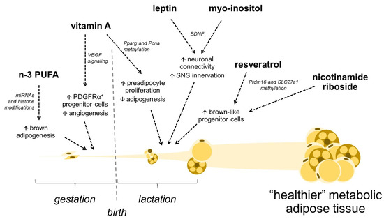 Early Life Programming of Adipose Tissue Remodeling and