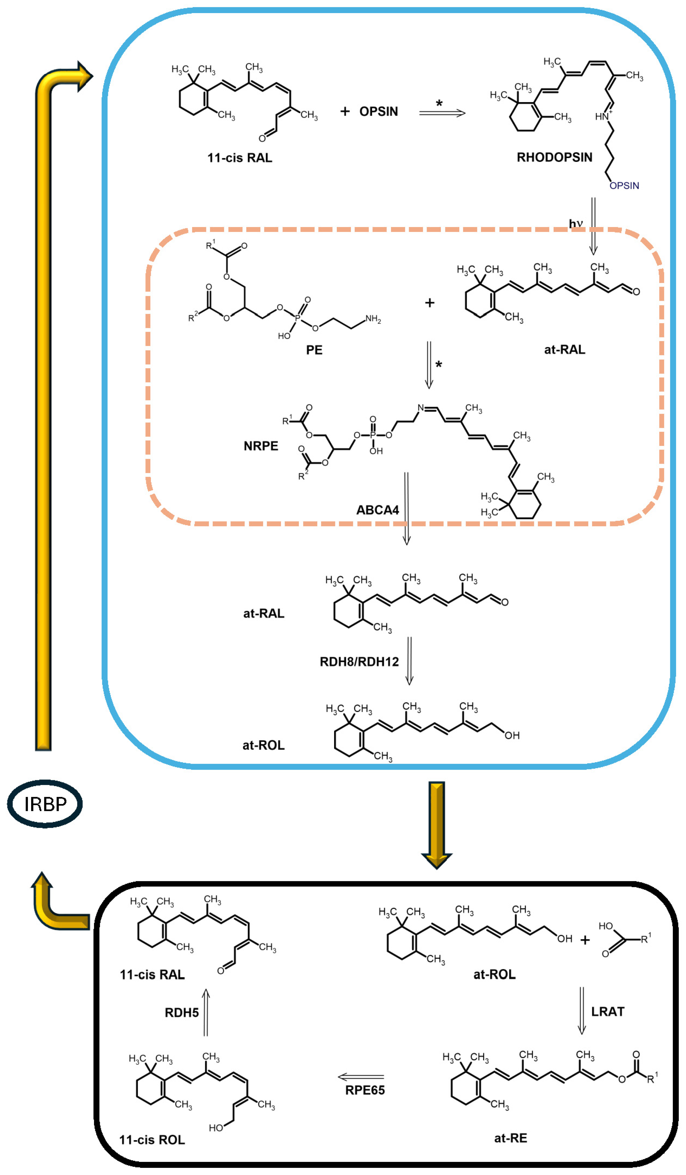 Cells 13 00871 g003 Cells 13 00871 g003