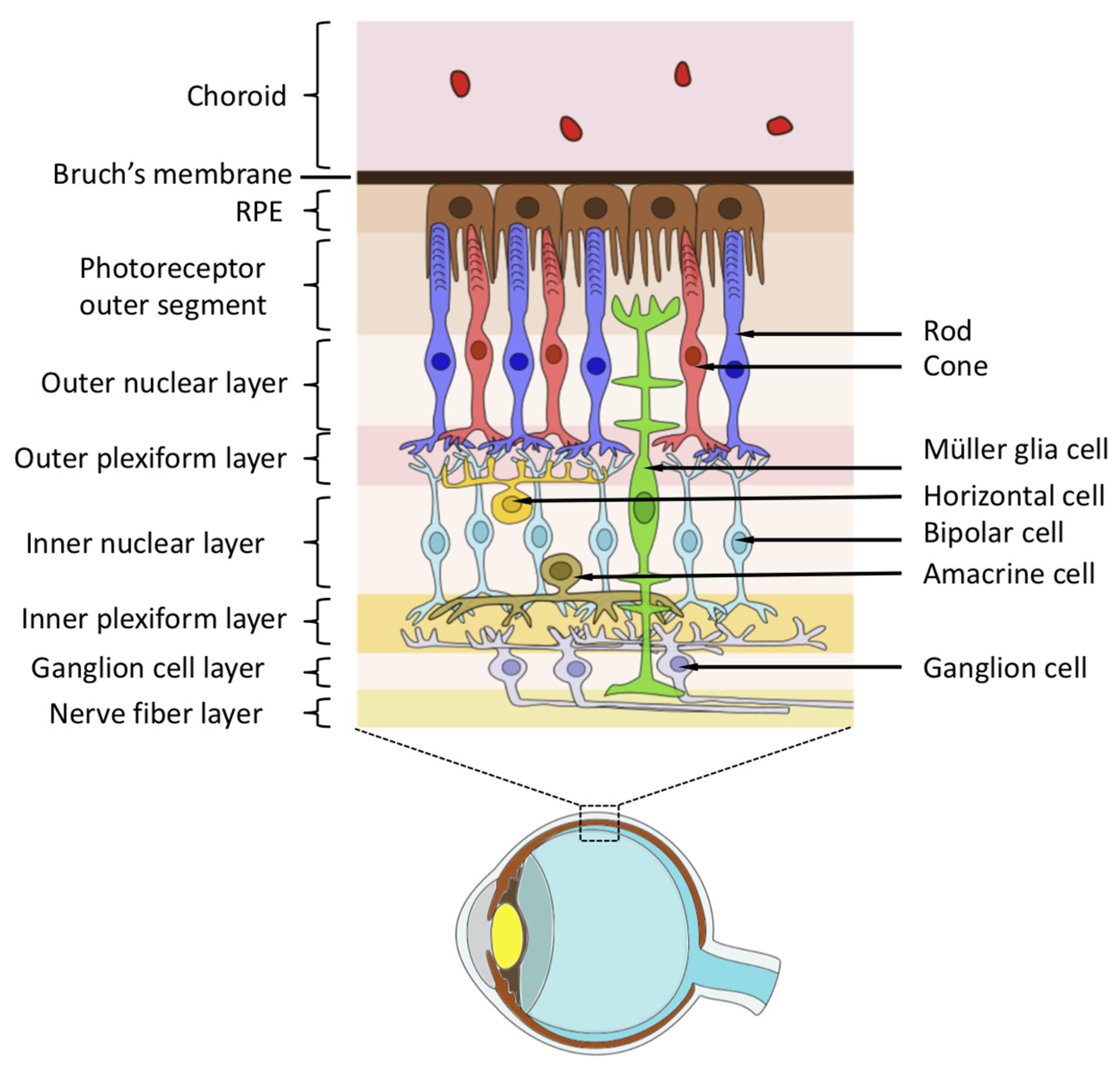 Cells 13 00871 g005 Cells 13 00871 g005