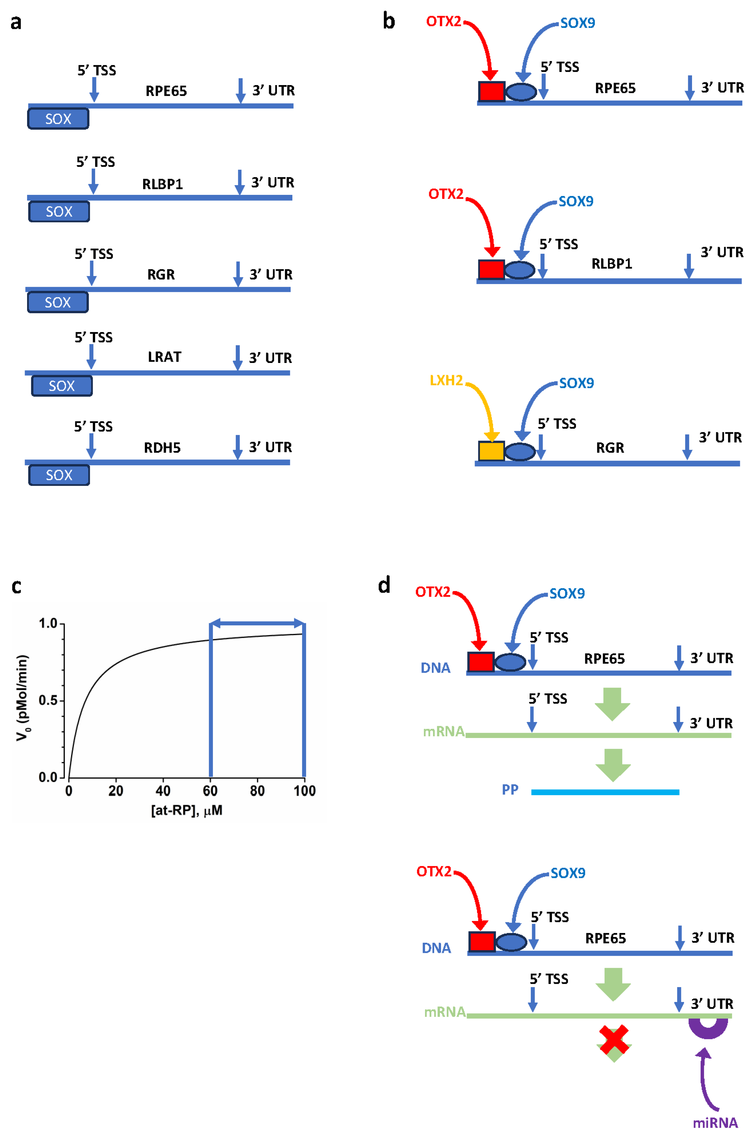 Cells 13 00871 g006 Cells 13 00871 g006