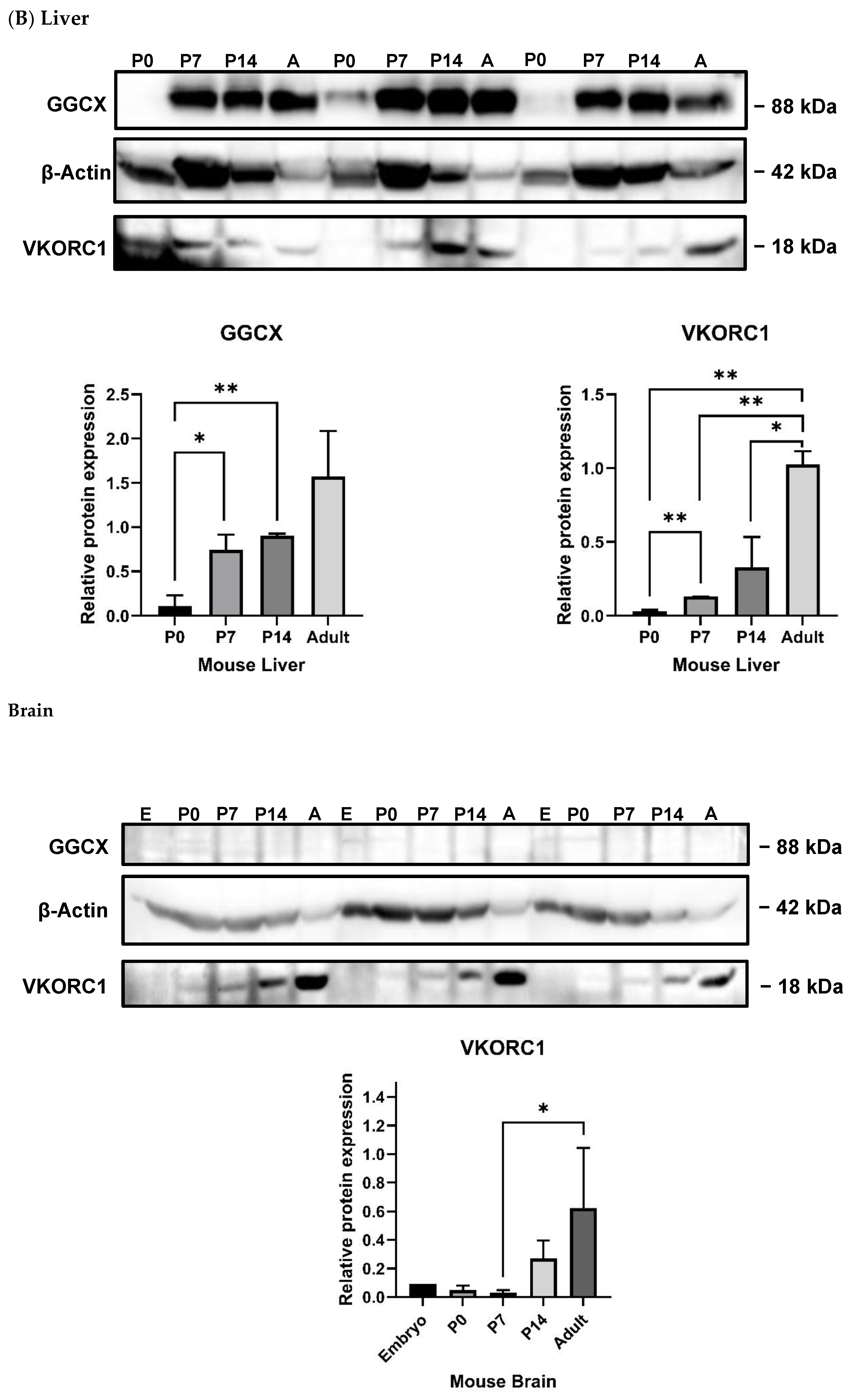 Cells 13 00873 g003b