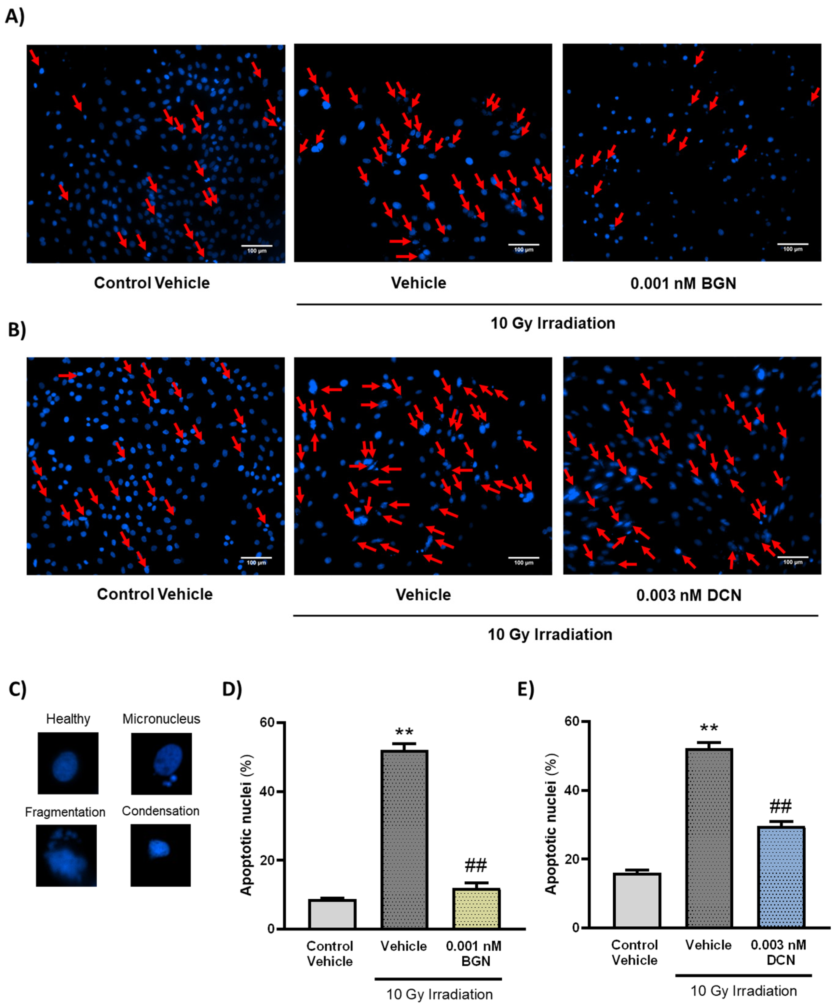 Cells 13 00883 g003 Cells 13 00883 g003