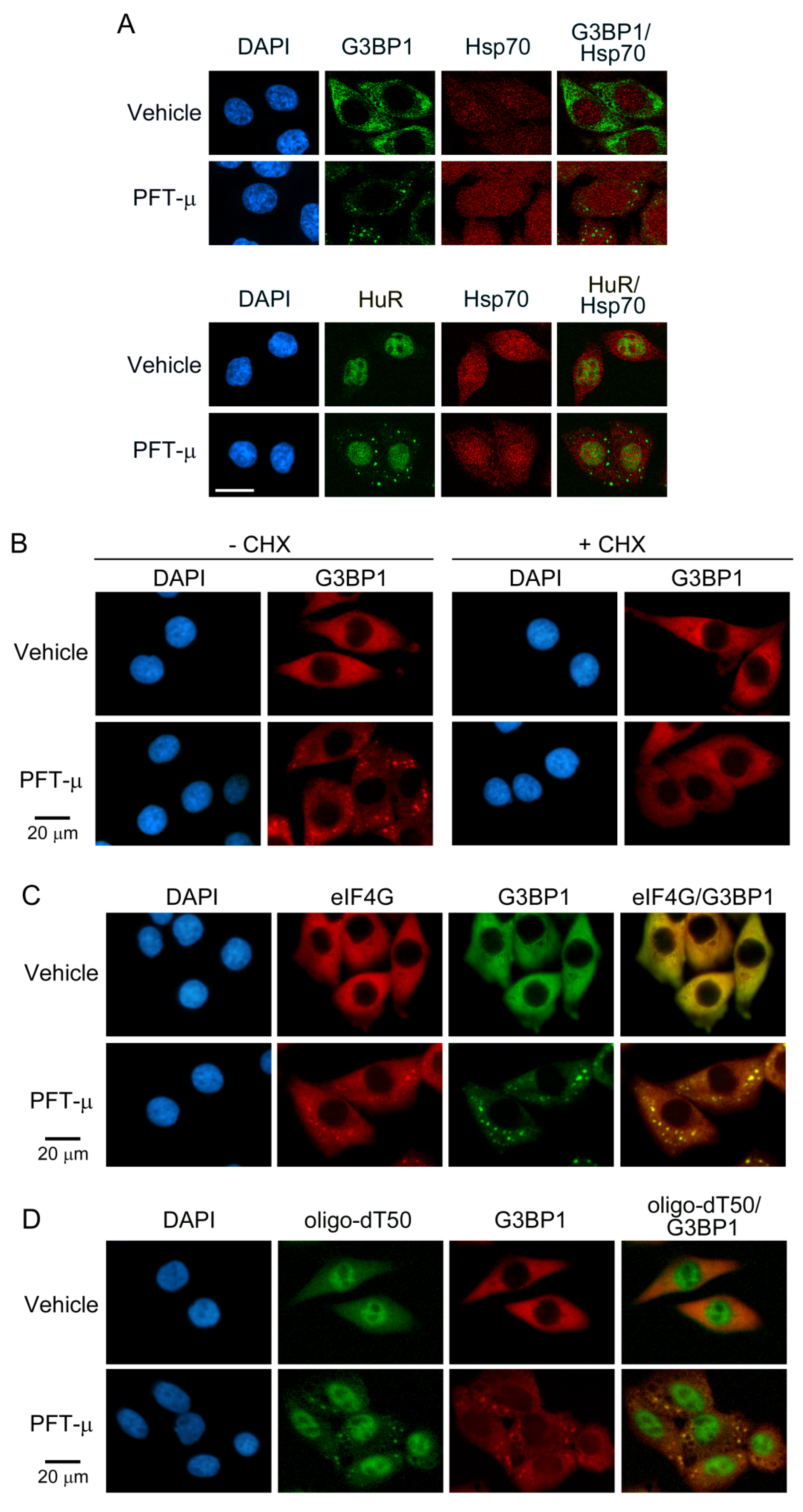 Cells 13 00885 g001 Cells 13 00885 g001