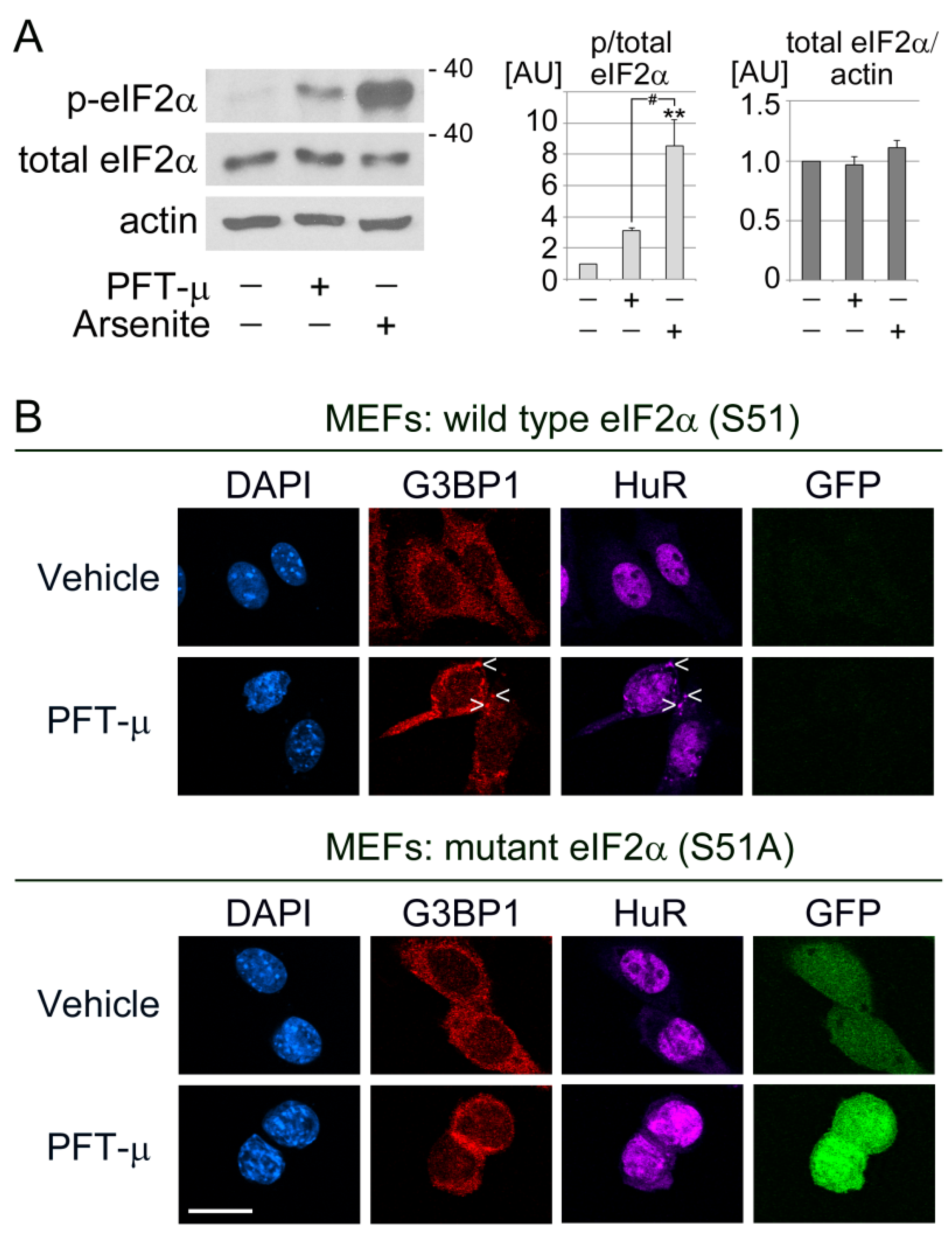 Cells 13 00885 g002 Cells 13 00885 g002