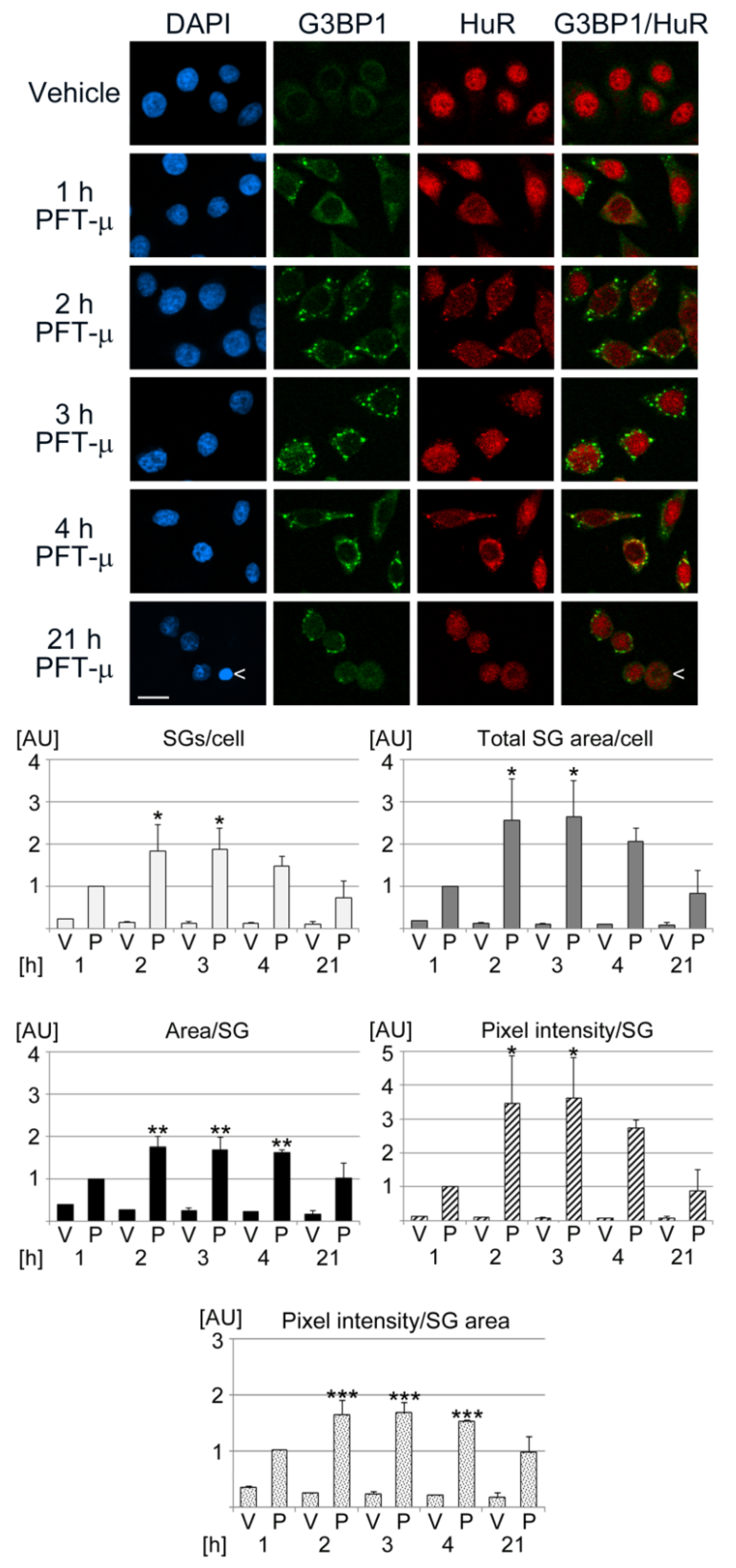 Cells 13 00885 g003 Cells 13 00885 g003