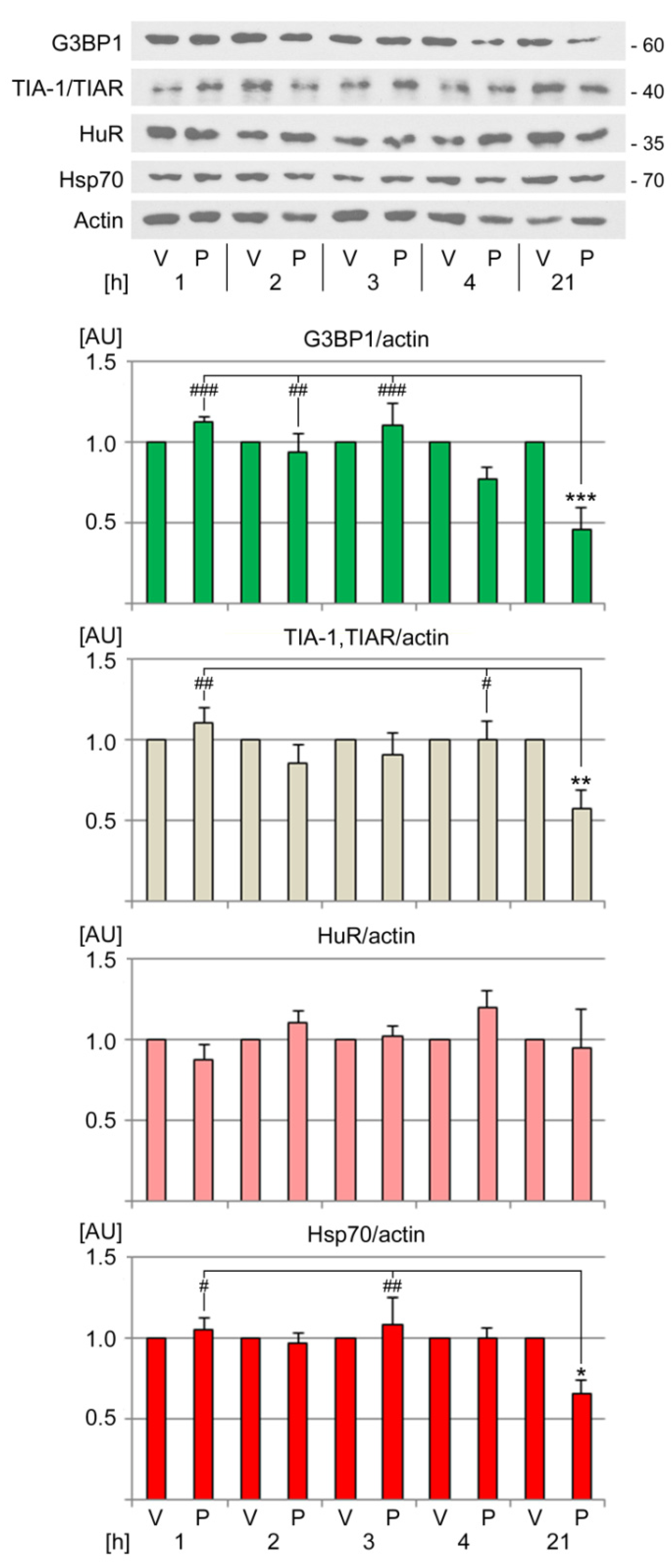 Cells 13 00885 g005 Cells 13 00885 g005