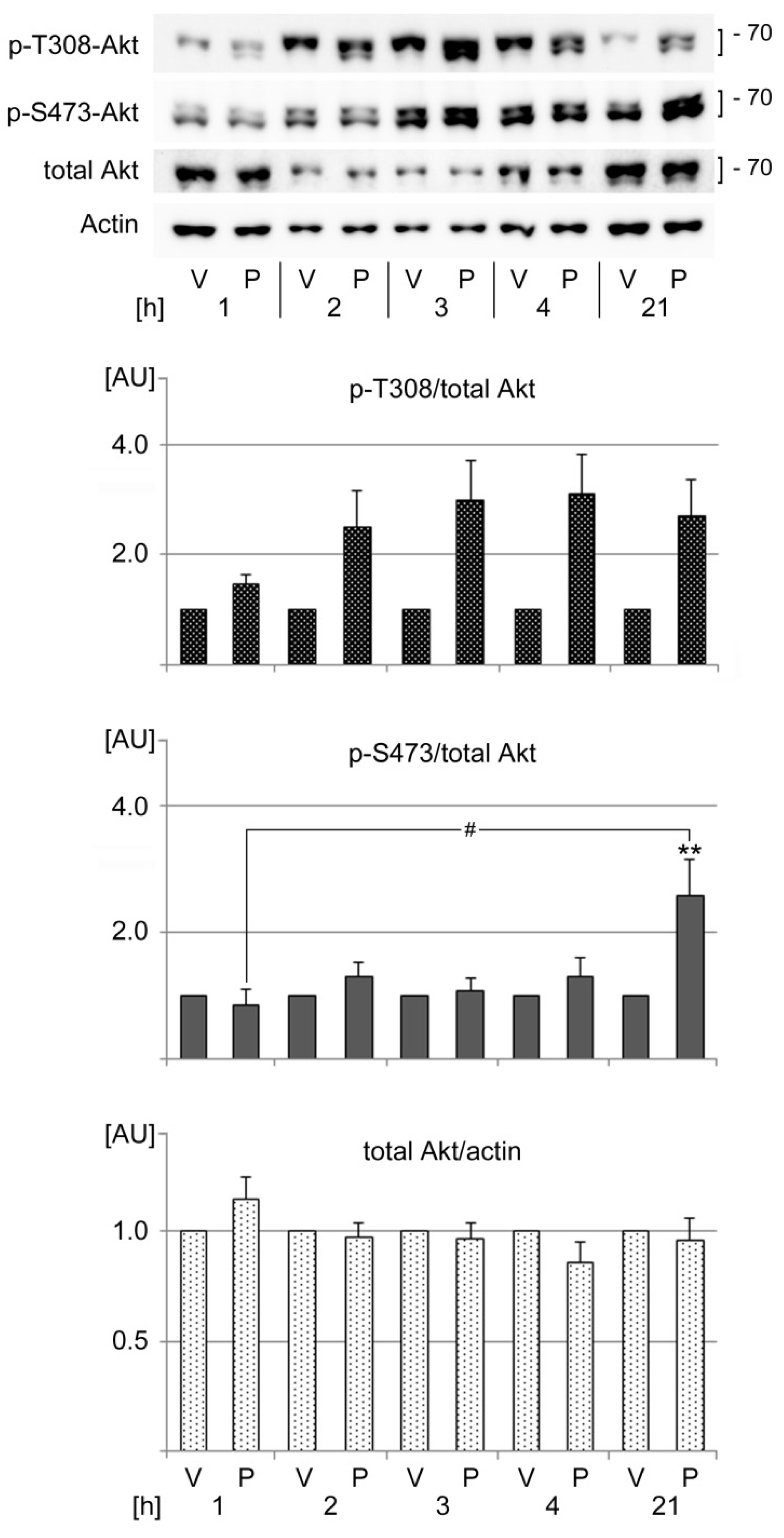 Cells 13 00885 g008 Cells 13 00885 g008