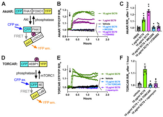 a-z様 Effects of Akt Activator SC79 on Human M0 Macrophage