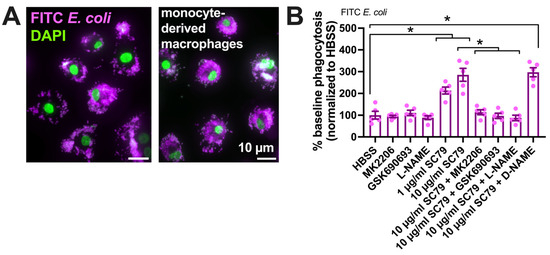 魅力の Effects of Macrophage M0 Human on SC79 Activator Akt 人形