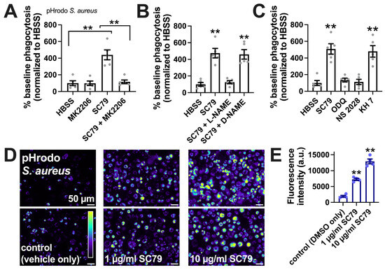Effects of Akt Activator SC79 on Human M0 Macrophage