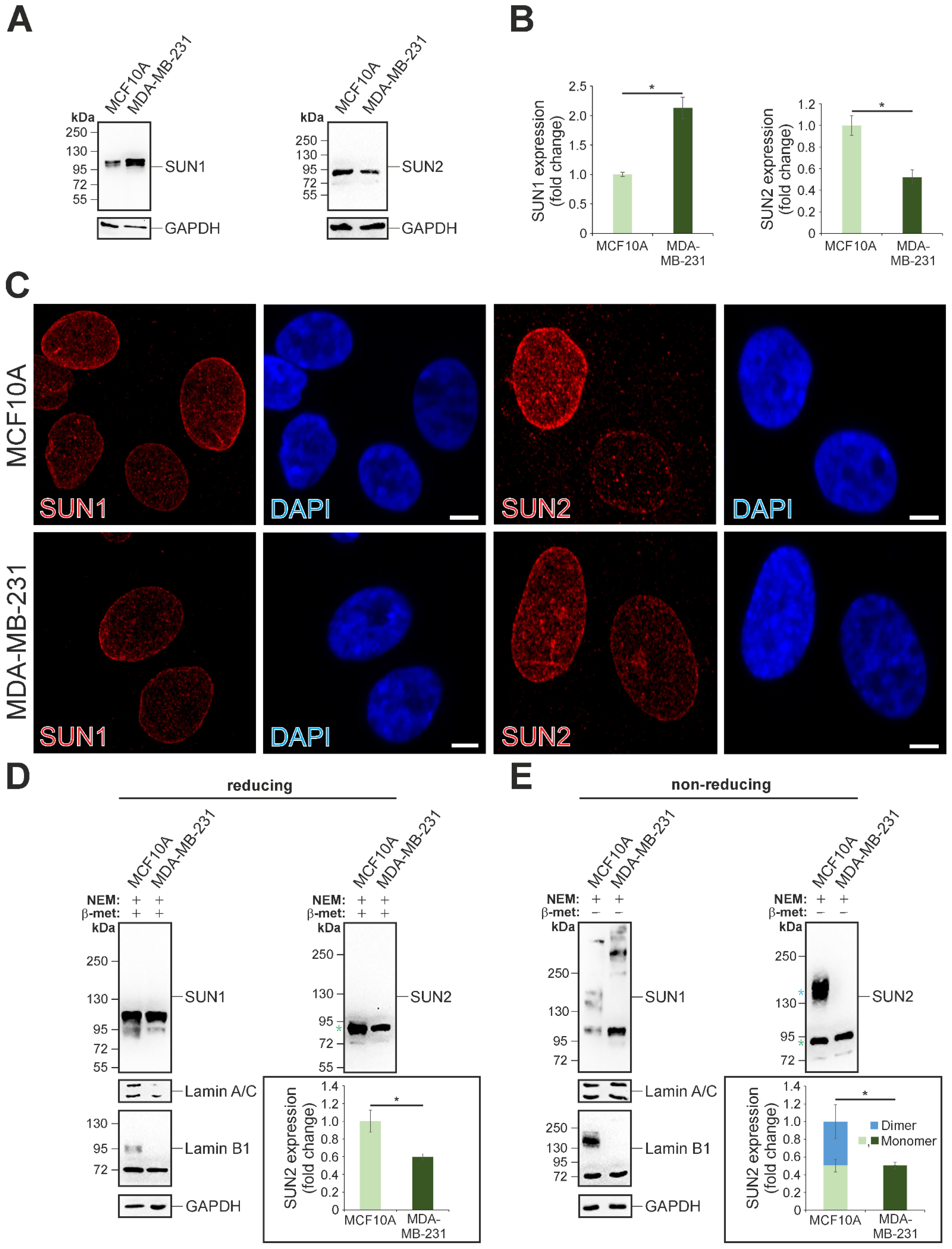 lsm pimpandhost imagesize Combined Fluorescence and Phosphorescence Lifetime Imaging (FLIM / PLIM)  with the Zeiss LSM 710 NLO Microscopes - Becker & Hickl GmbH