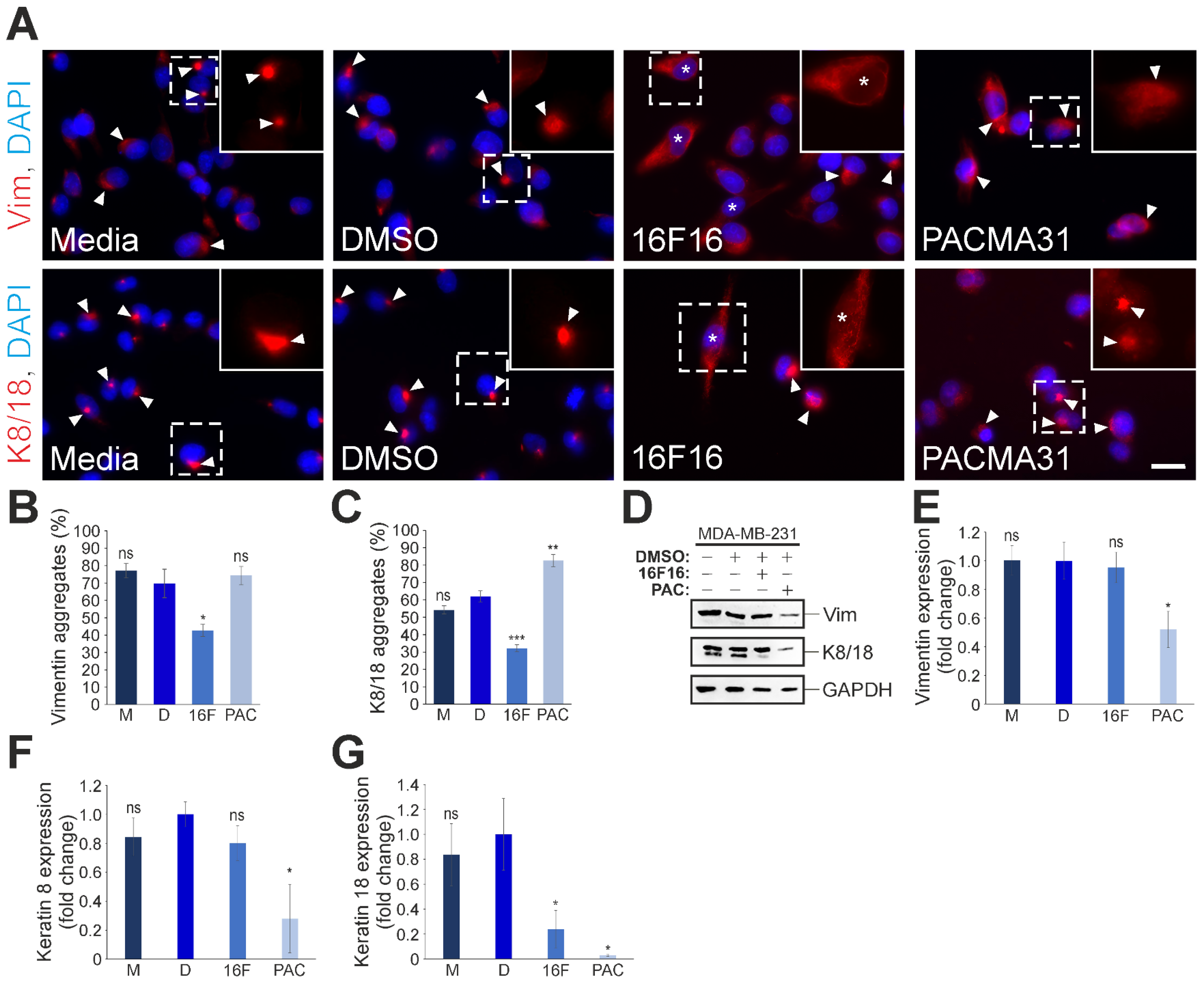Cells 13 00906 g005