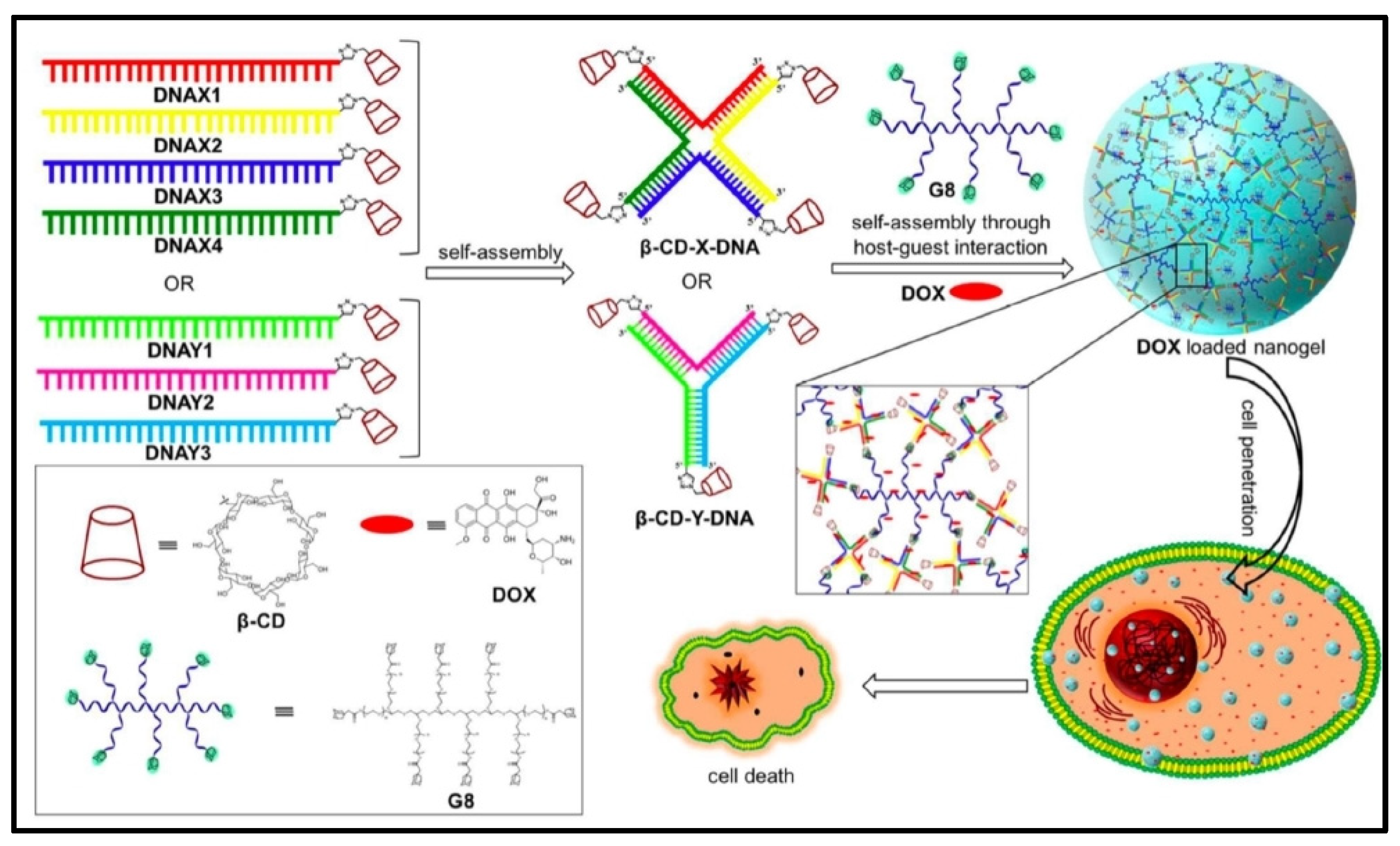 Cells 13 00908 g002