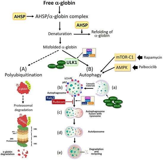 Cells | Free Full-Text | Therapeutic Relevance of Inducing Autophagy in ...