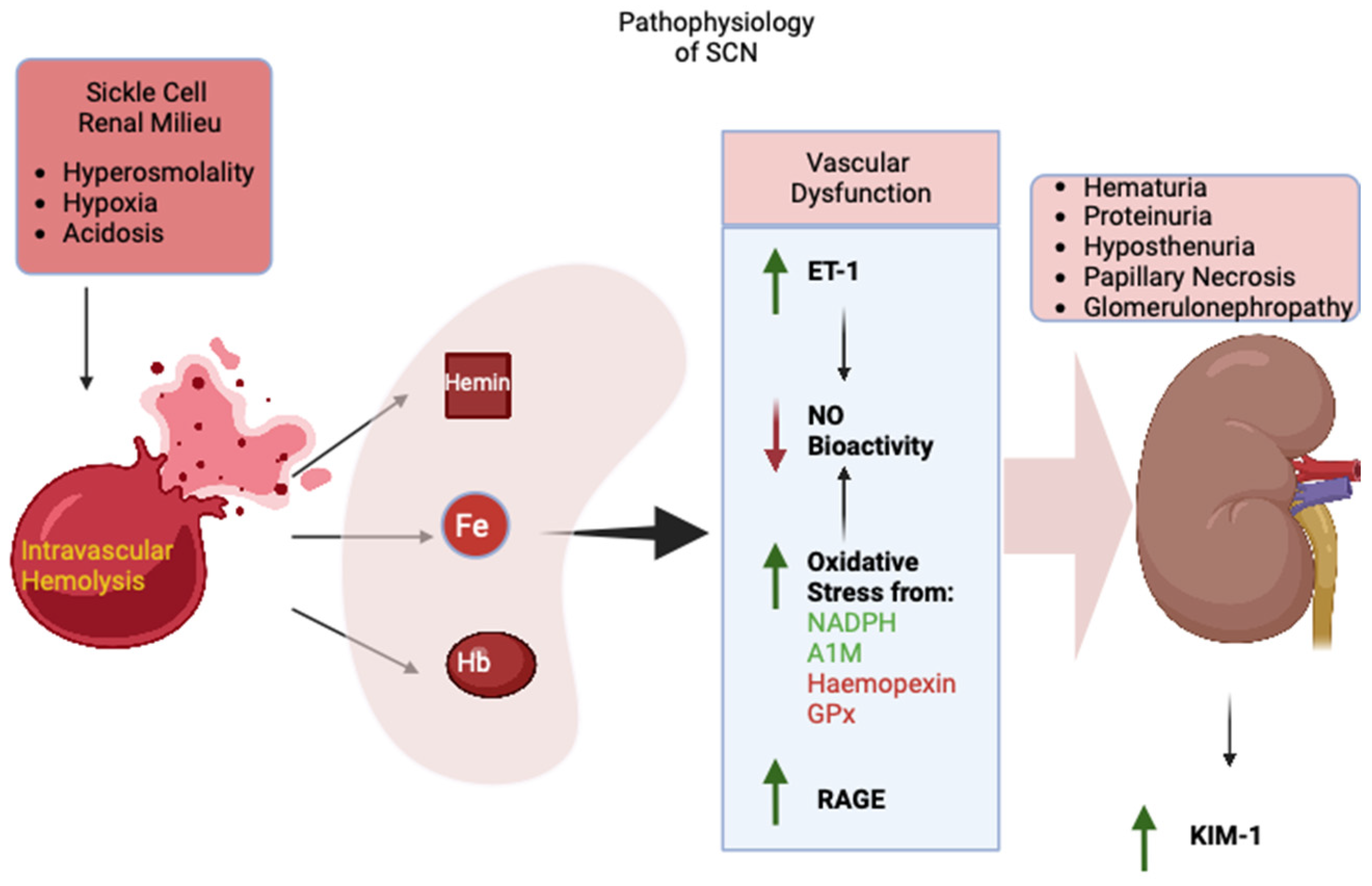 Cells 13 00934 g002 Cells 13 00934 g002