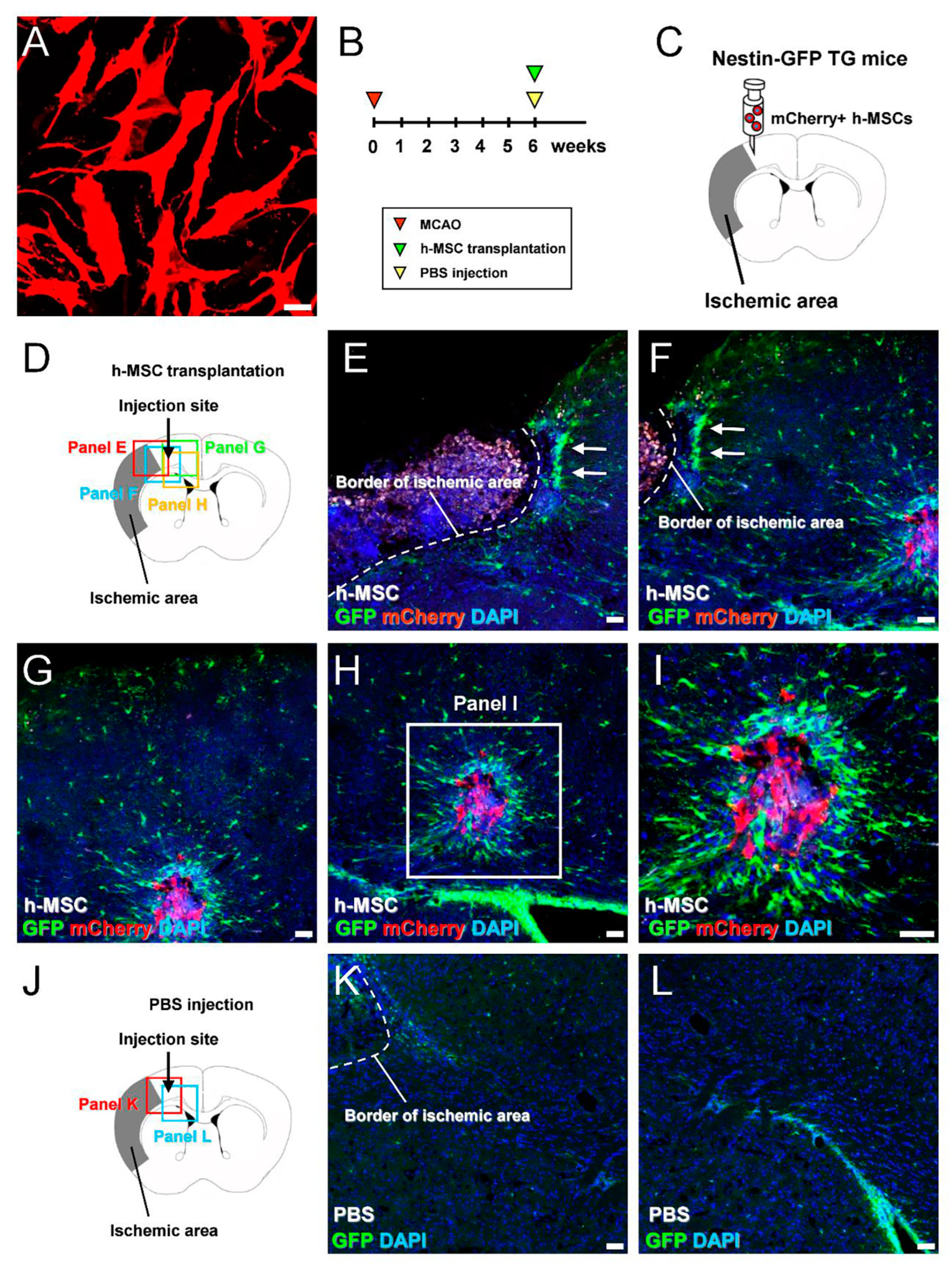 Cells 13 00939 g002 Cells 13 00939 g002