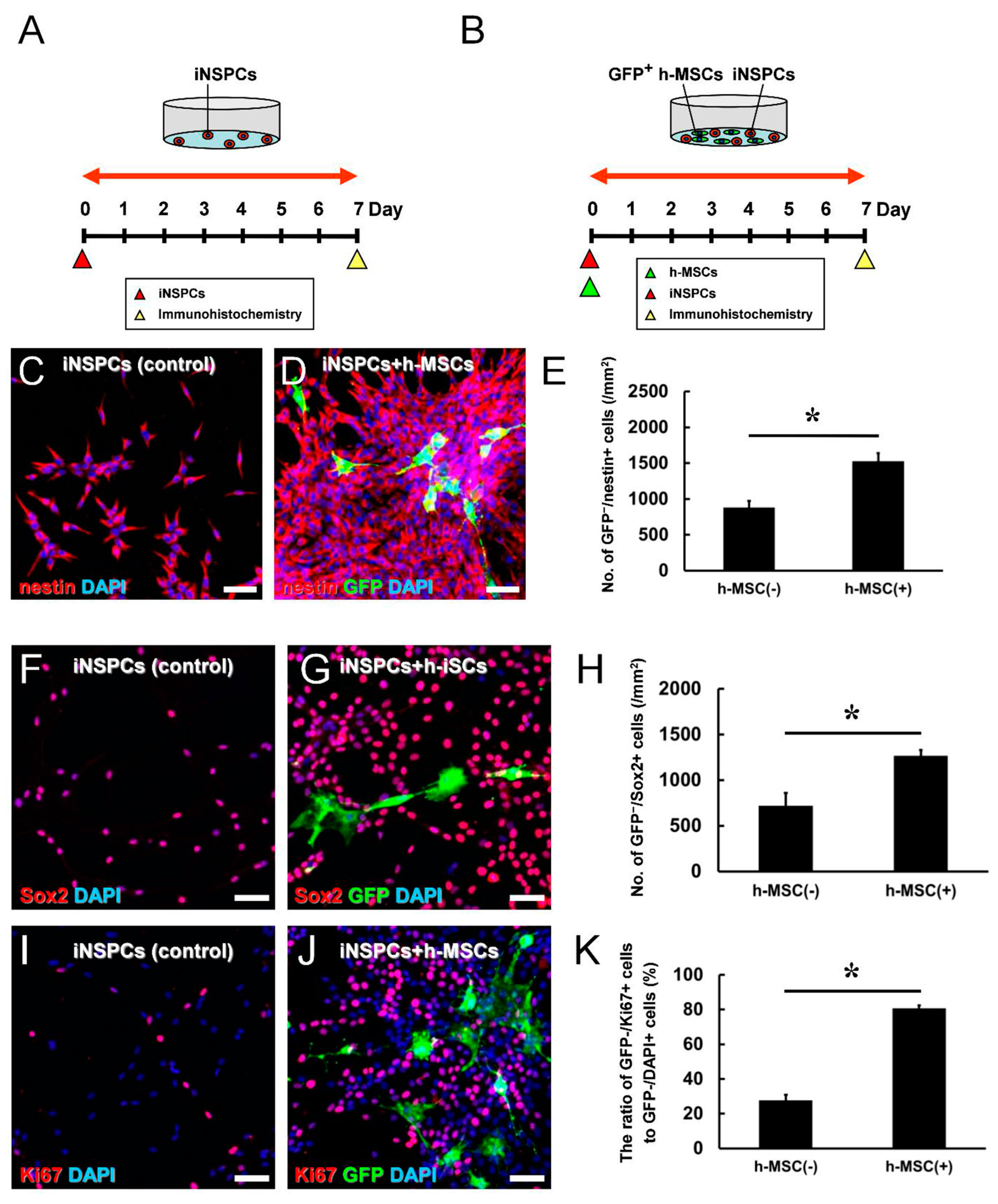 Cells 13 00939 g003 Cells 13 00939 g003