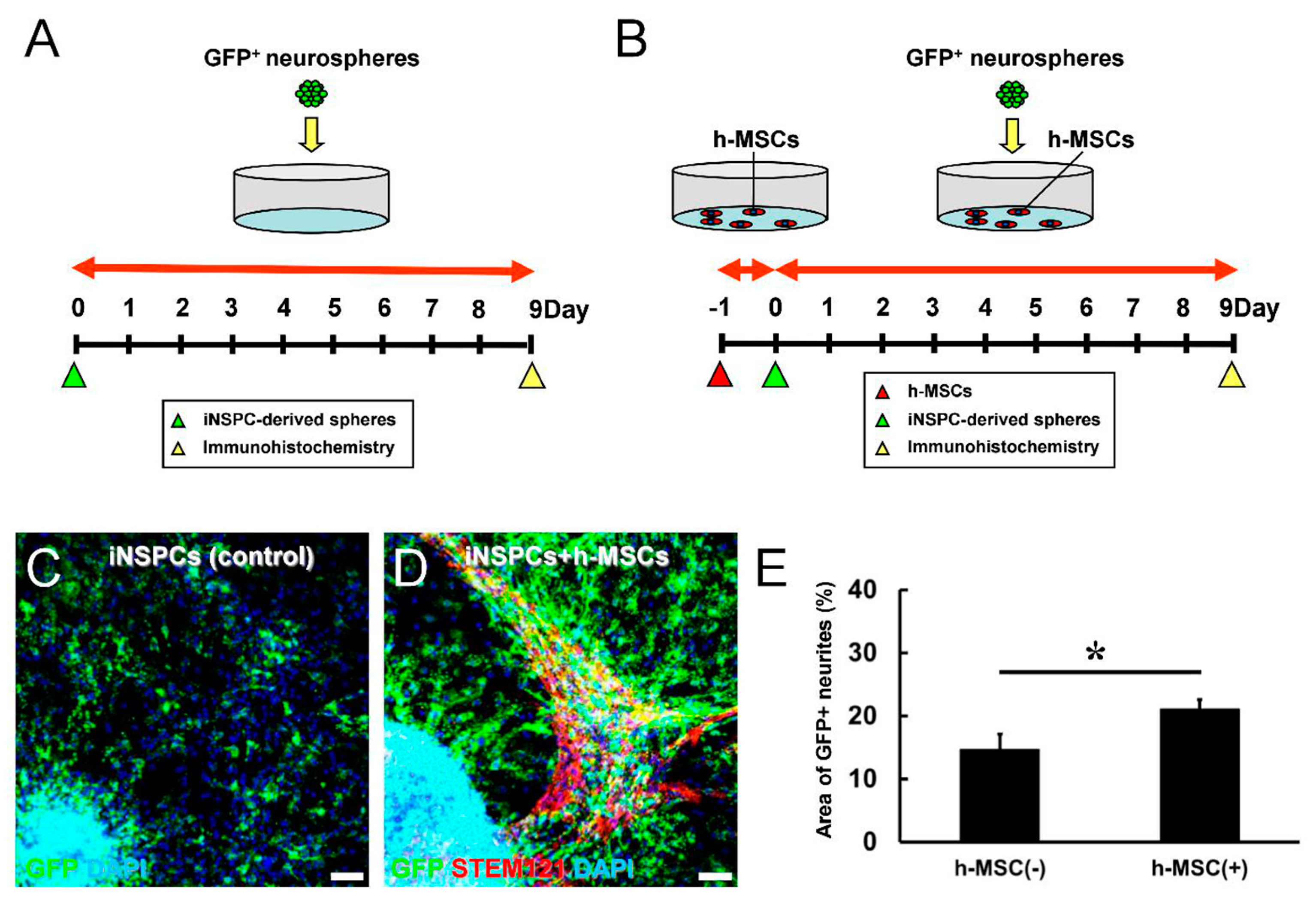 Cells 13 00939 g004 Cells 13 00939 g004