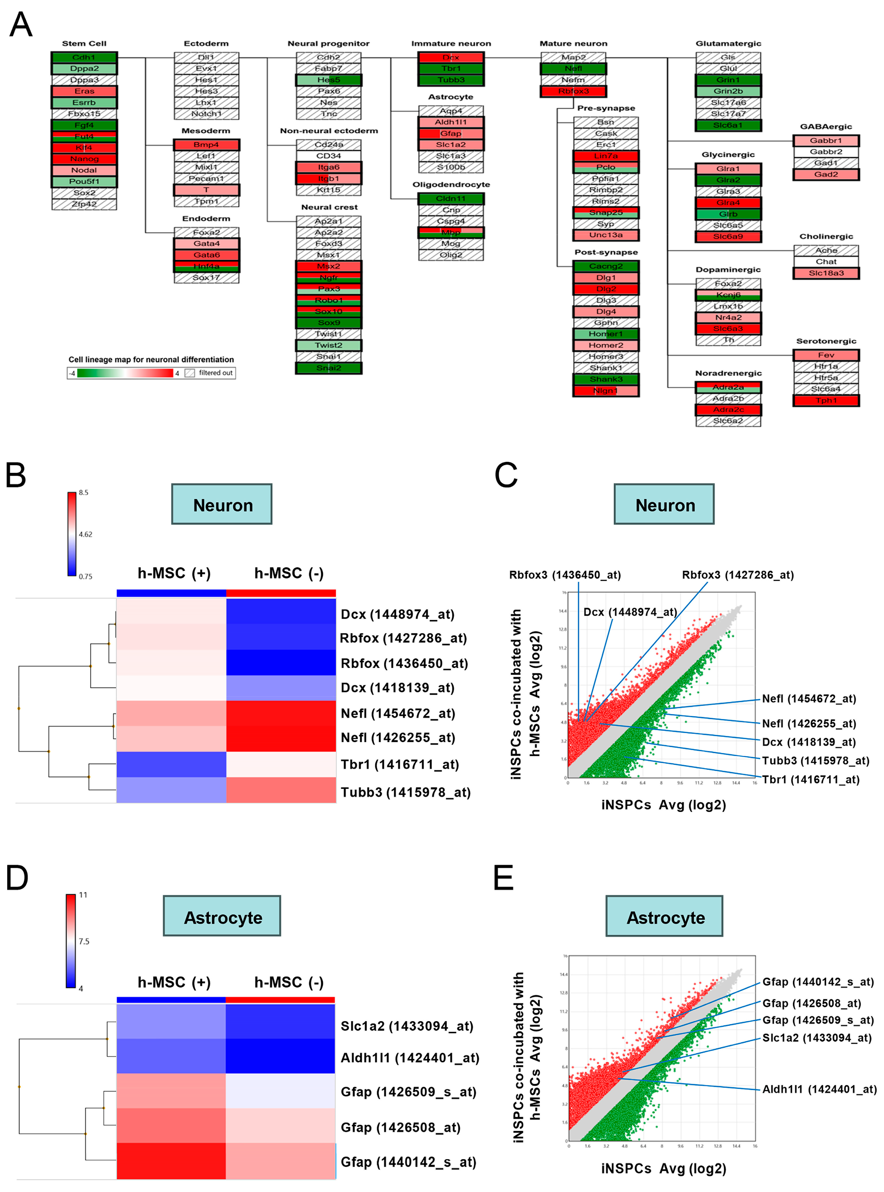 Cells 13 00939 g007 Cells 13 00939 g007