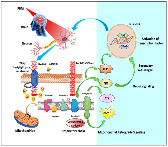 How Red Light Therapy Works on Muscle Cells