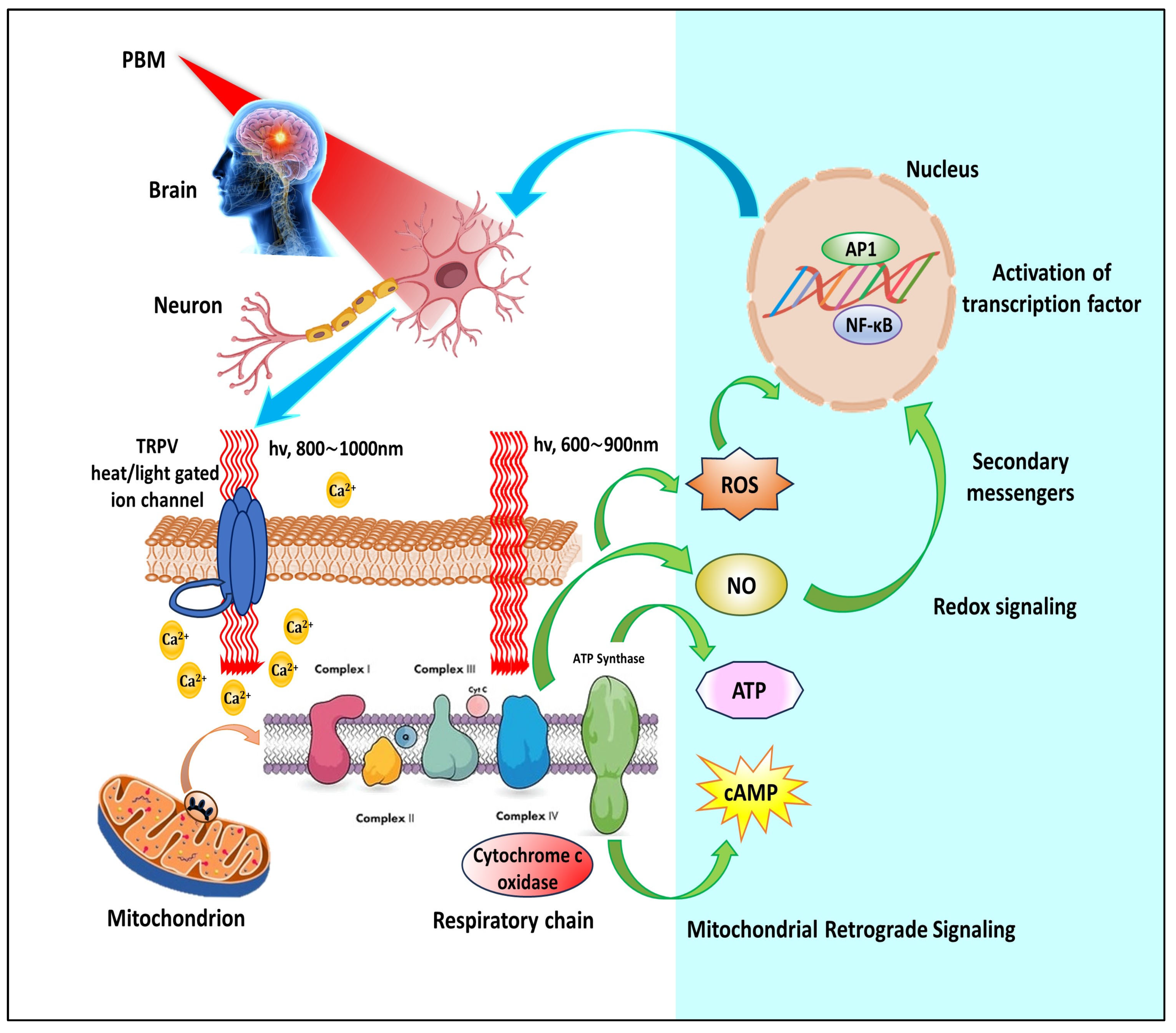 Cells 13 00966 g001 Cells 13 00966 g001