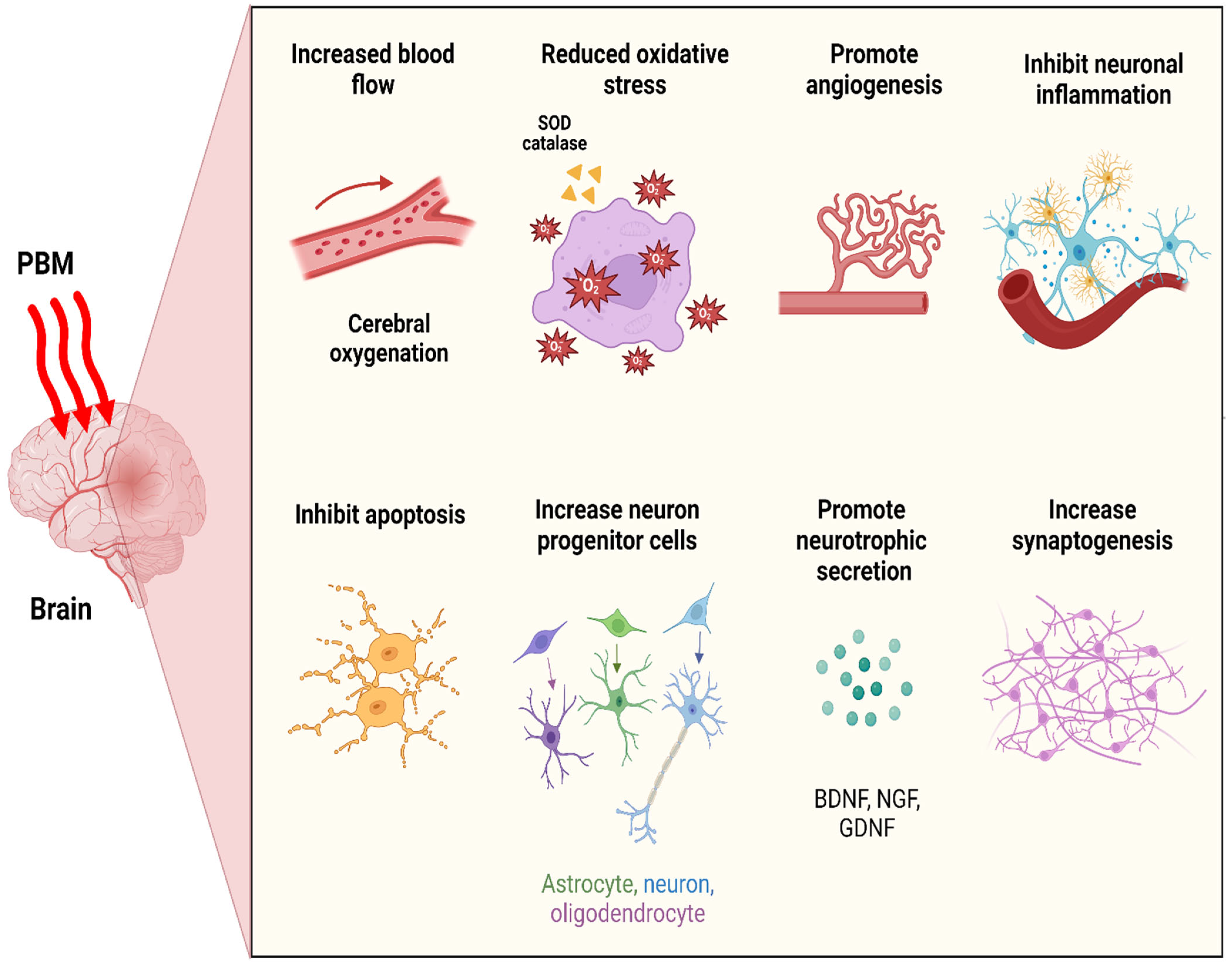Cells 13 00966 g003 Cells 13 00966 g003