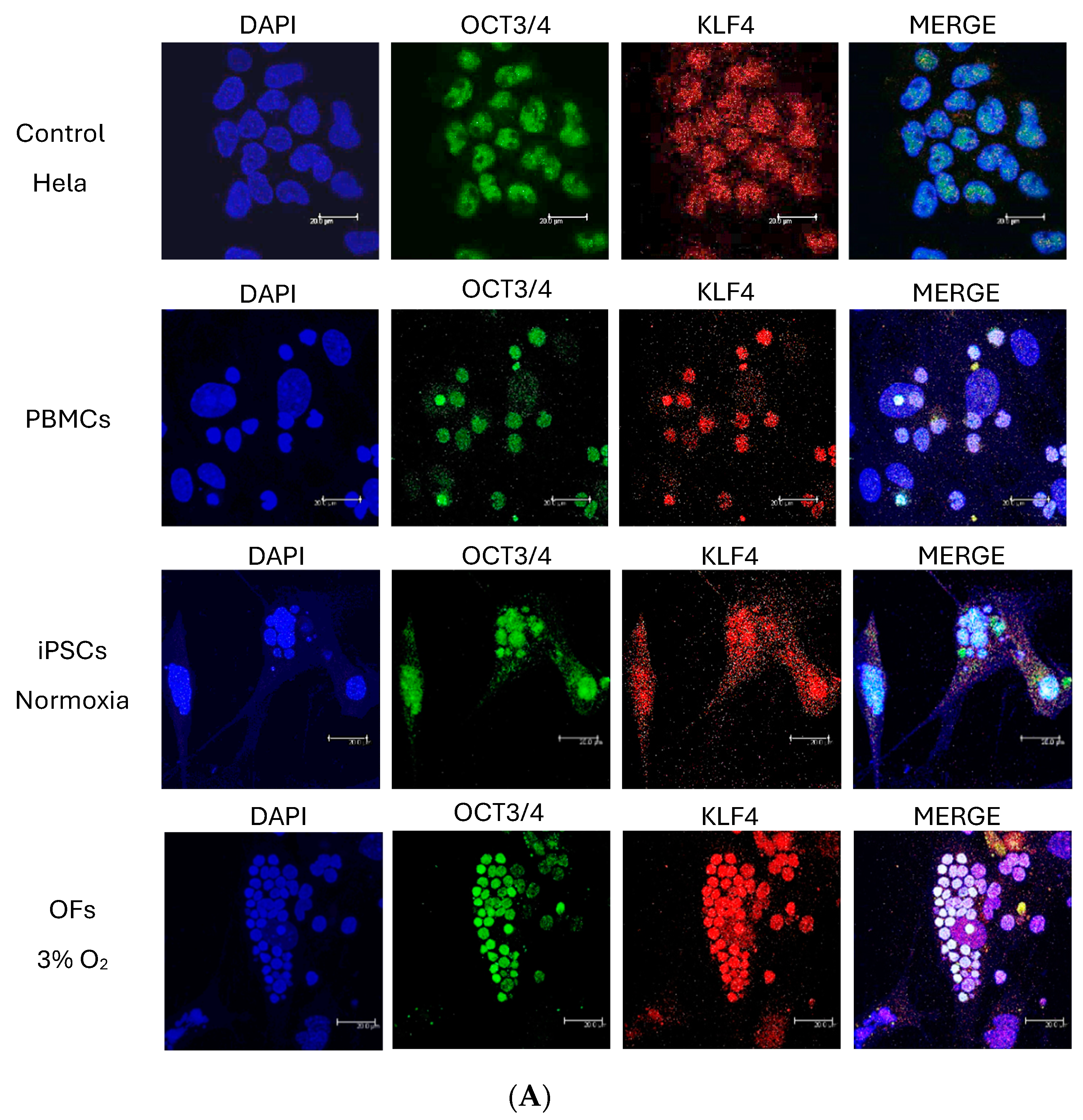 Cells 13 00971 g004a