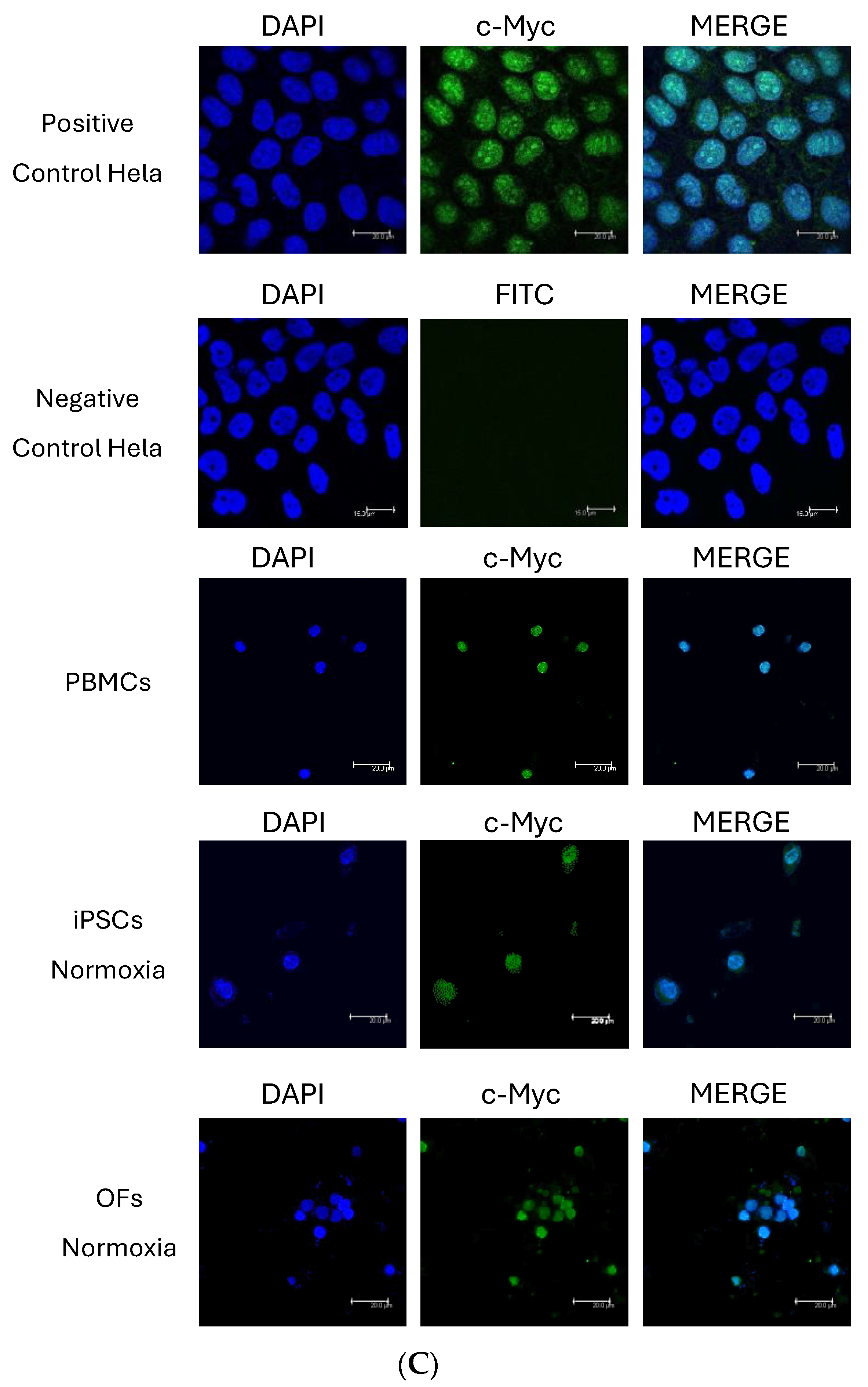 Cells 13 00971 g004c