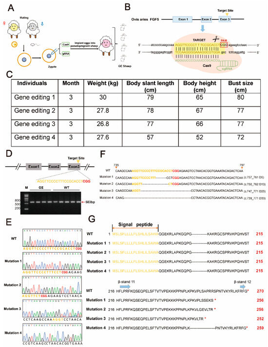 Increasing GSH-Px Activity and Activating Wnt Pathway