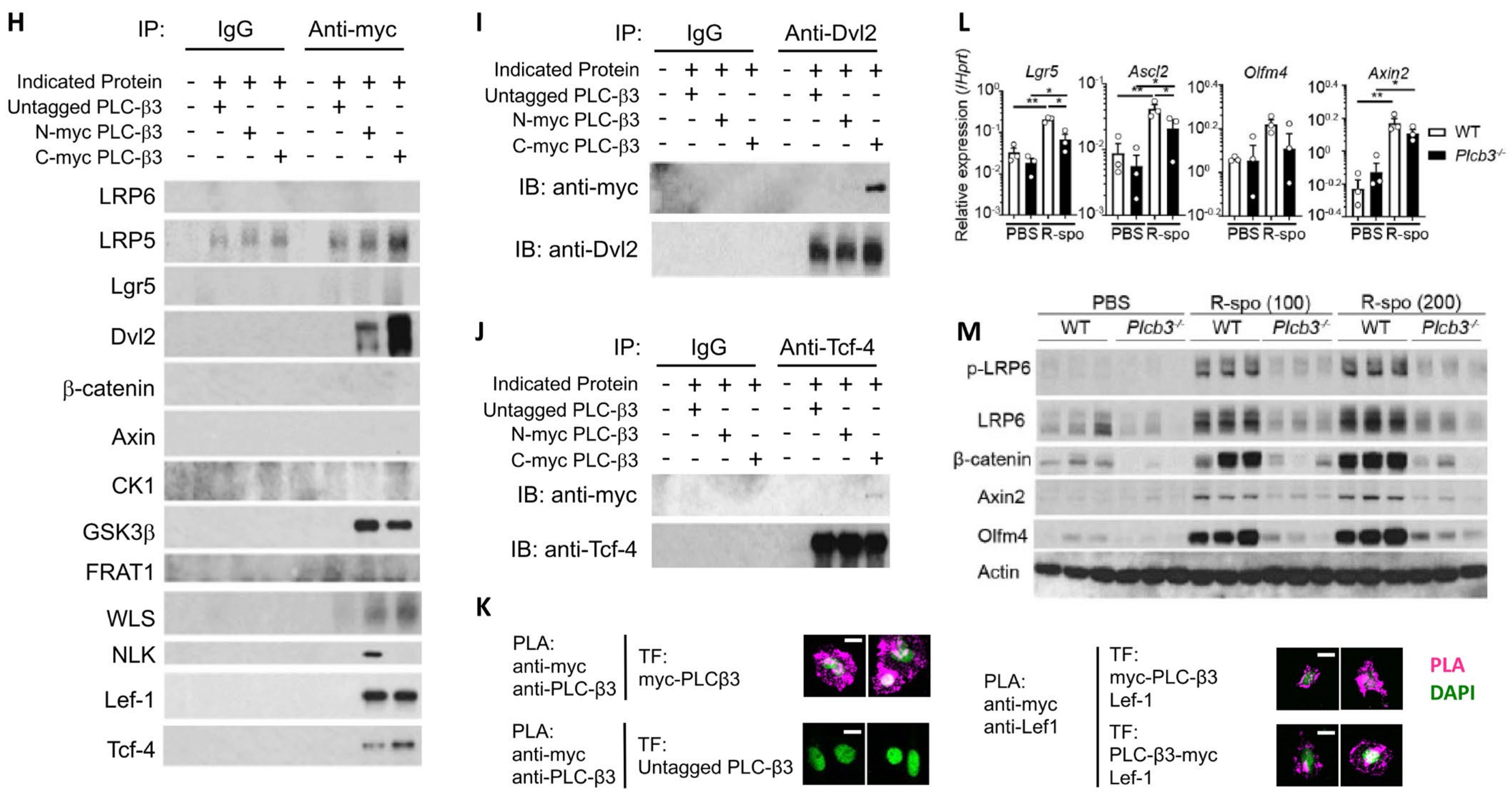 Cells 13 00986 g004b