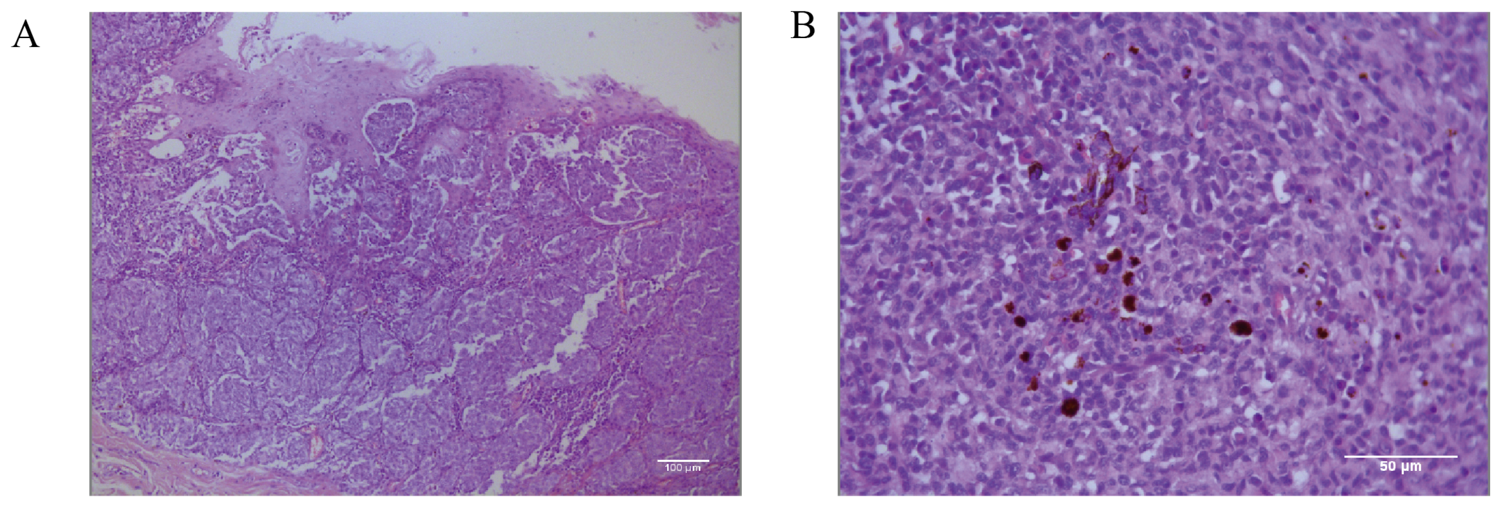 Cells 13 00992 g002