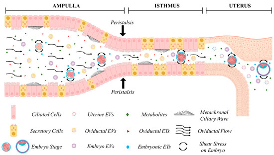 aoi  In Vitro Culture of Mammalian Embryos: Is There Room for