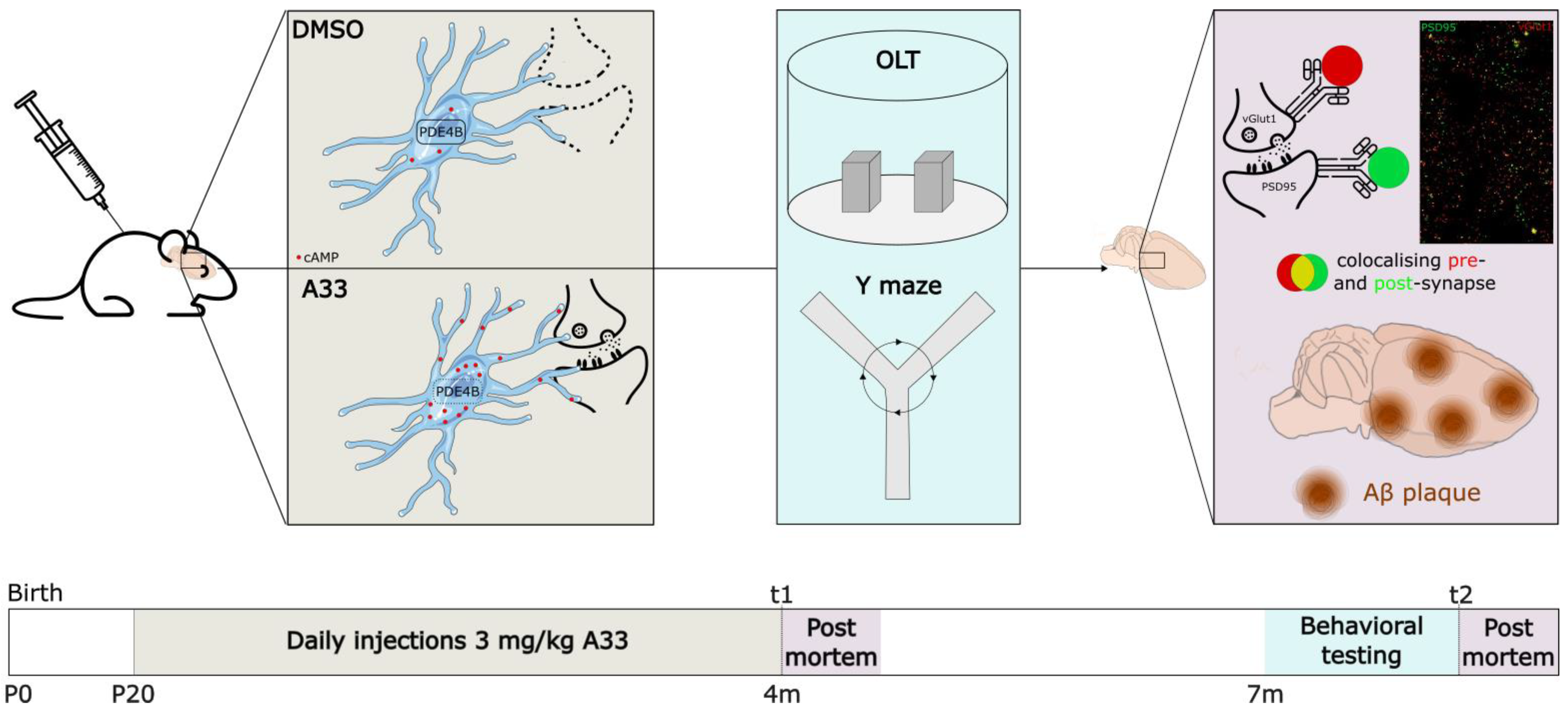 Cells 13 01000 g001 Cells 13 01000 g001