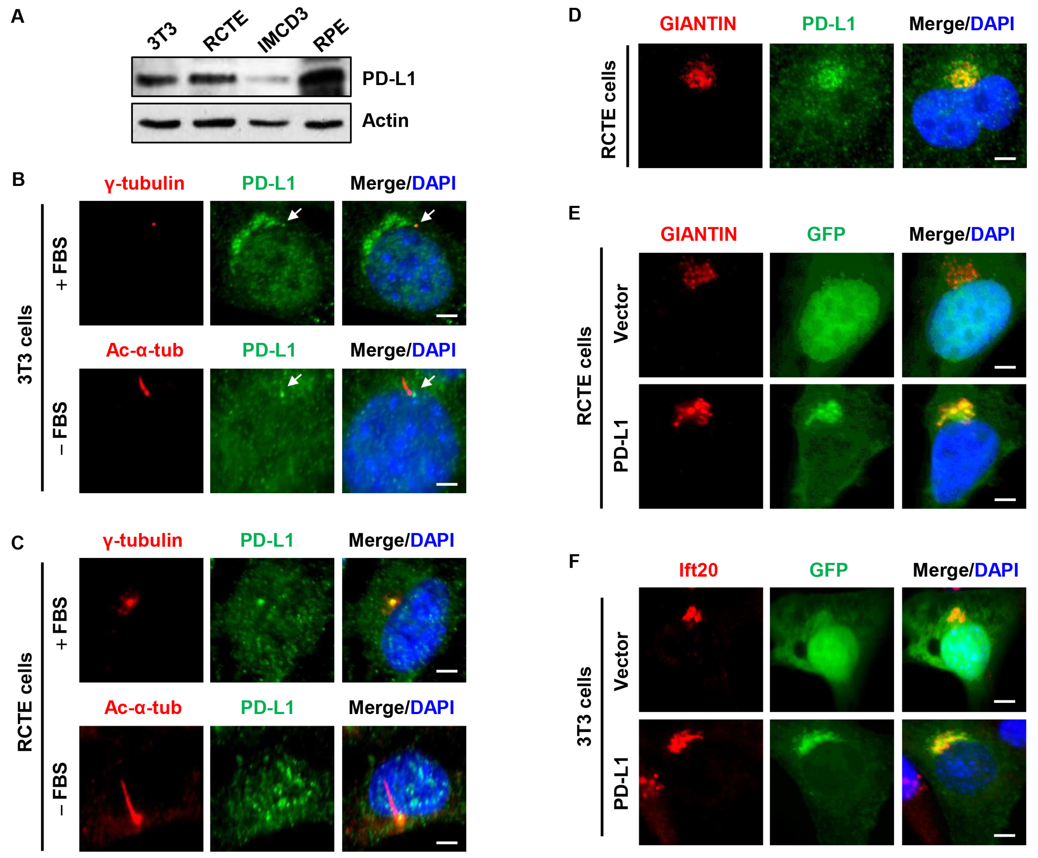 The Immune Checkpoint Protein PD-L1 Regulates Ciliogenesis