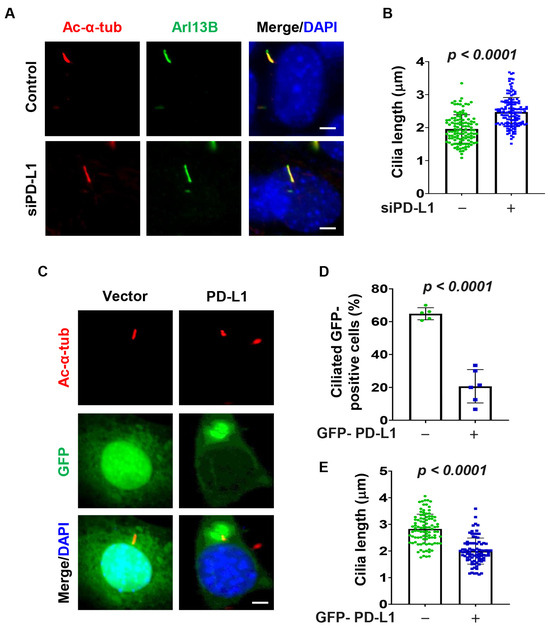 The Immune Checkpoint Protein PD-L1 Regulates Ciliogenesis and